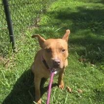 Enlarge Celeste, a Adoptable Terrier in LaGrange, GA image 1/2