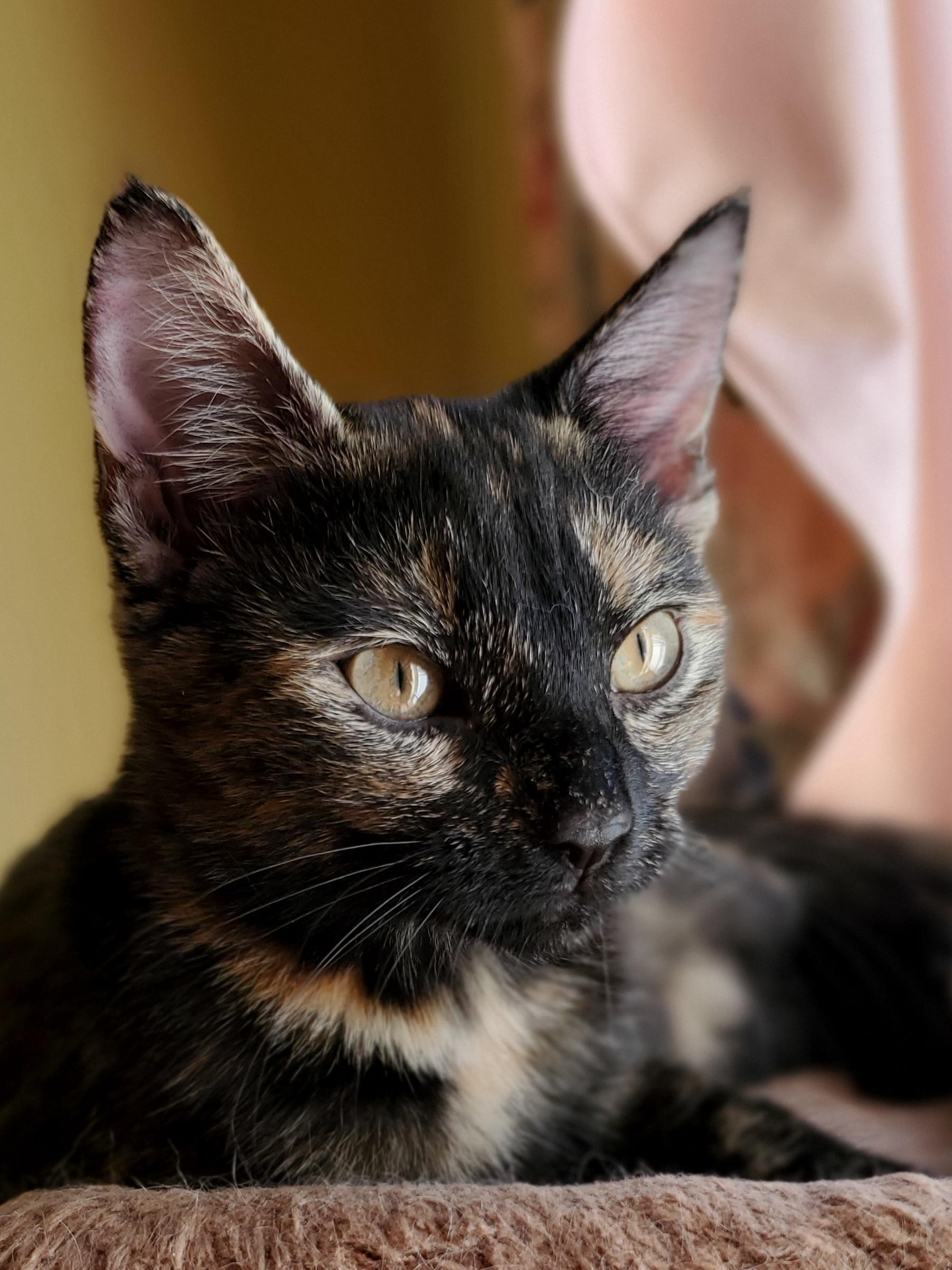 Enlarge Nala, a Adoptable Tortoiseshell in Mt Pleasant, SC image 3/5