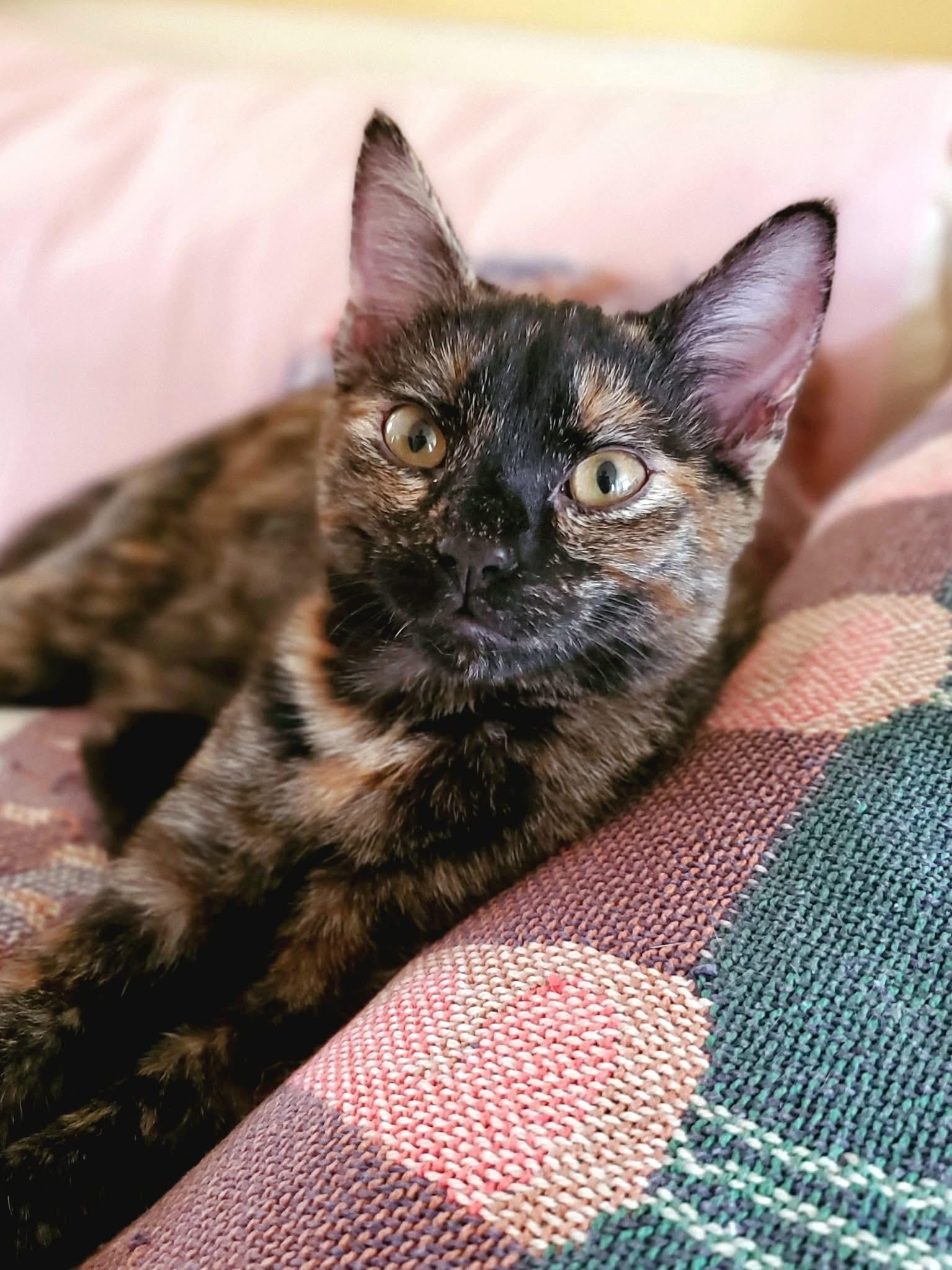 Enlarge Nala, a Adoptable Tortoiseshell in Mt Pleasant, SC image 5/5