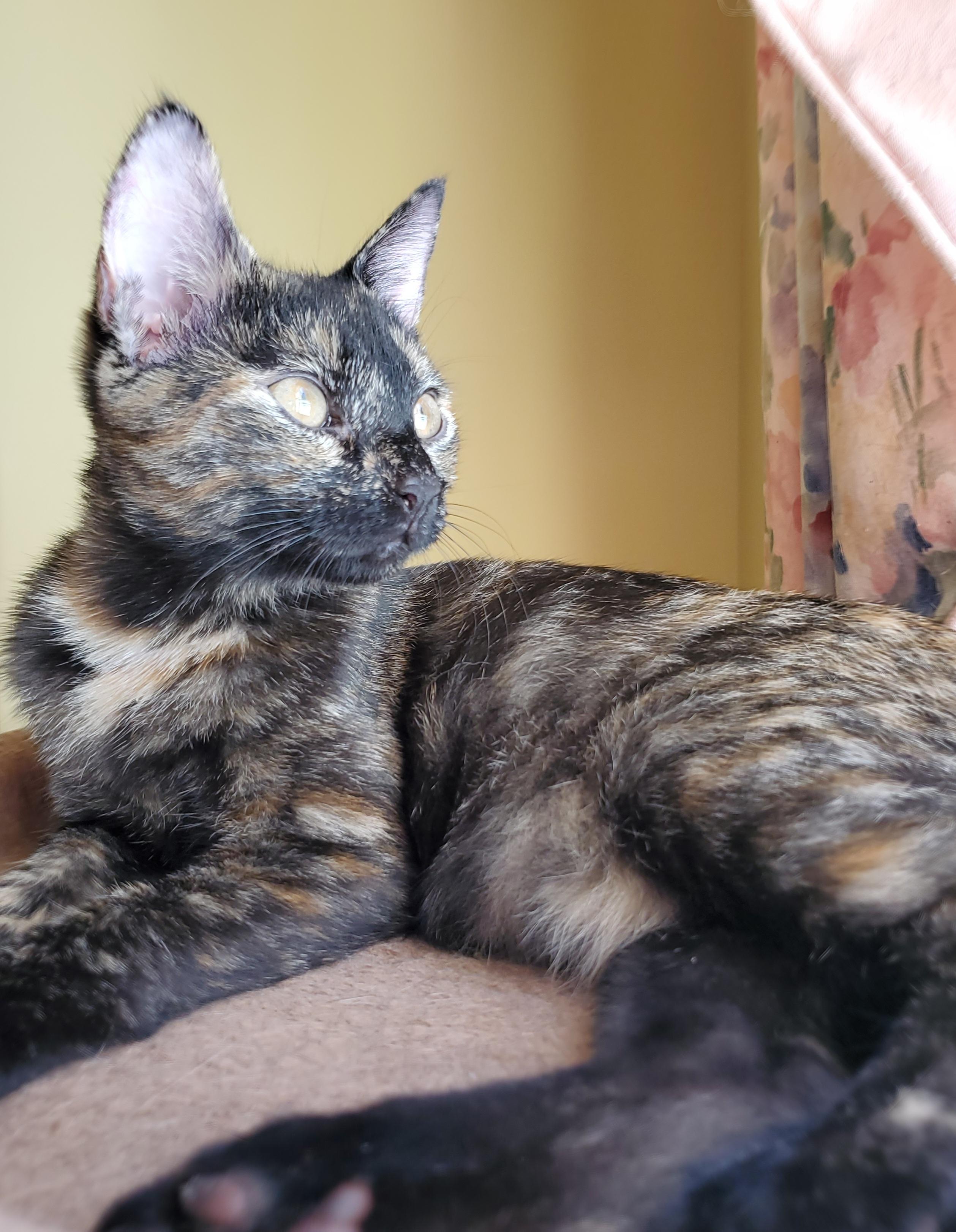 Enlarge Nala, a Adoptable Tortoiseshell in Mt Pleasant, SC image 2/5