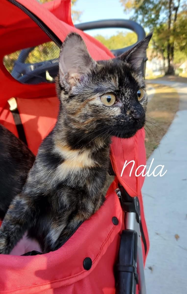 Enlarge Nala, a Adoptable Tortoiseshell in Mt Pleasant, SC image 4/5