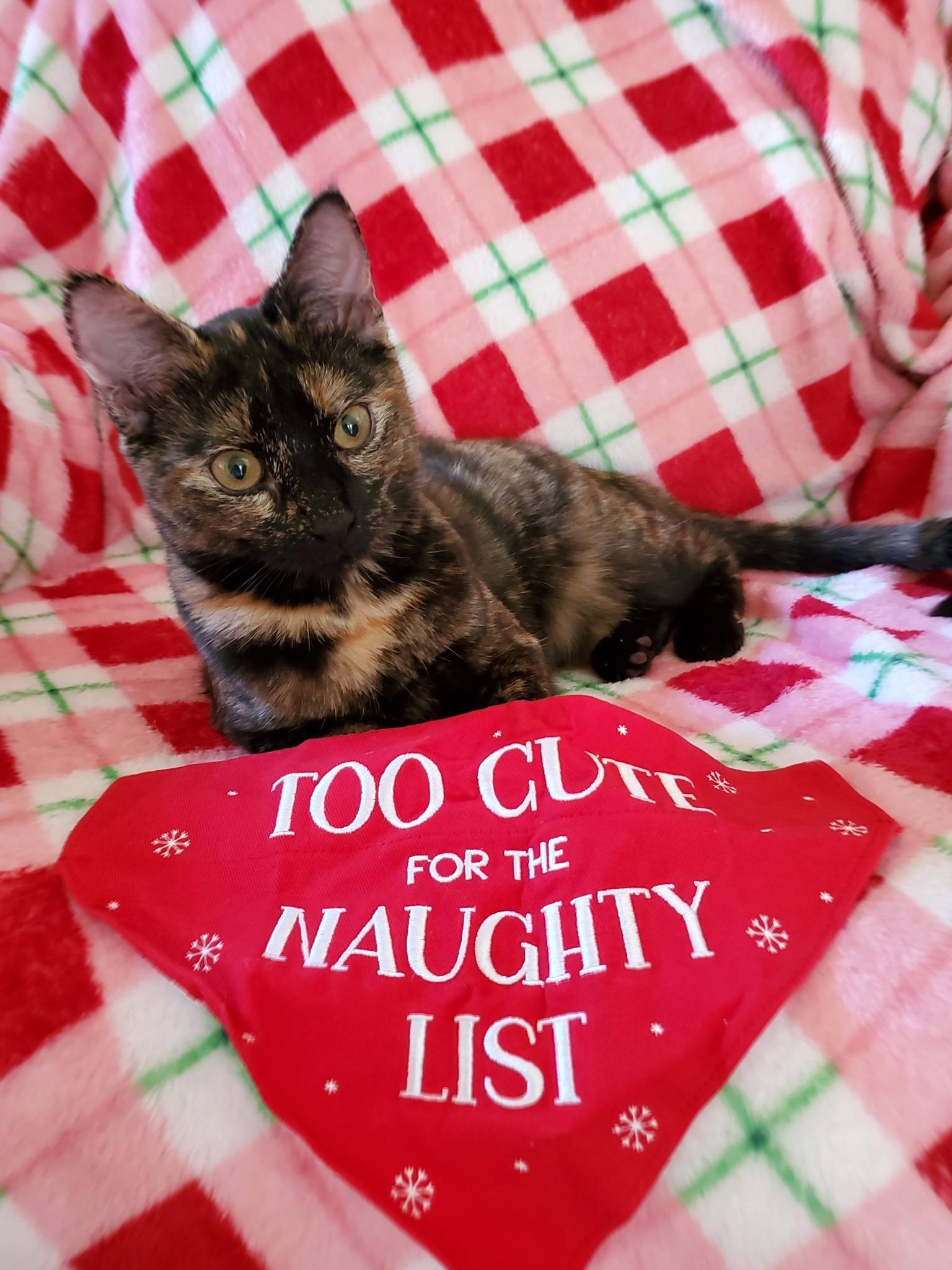 Enlarge Nala, a Adoptable Tortoiseshell in Mt Pleasant, SC image 1/5