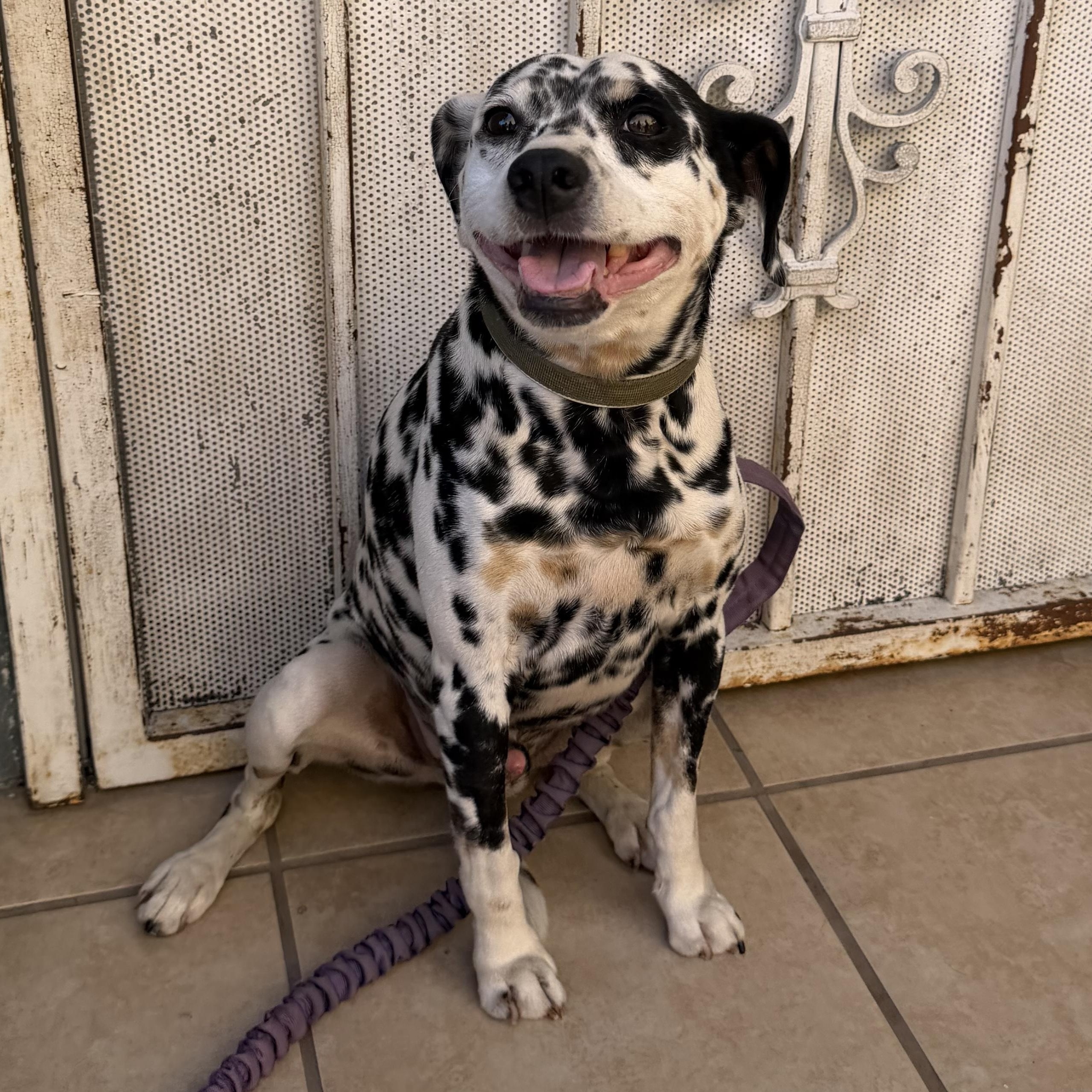 Enlarge Petey, a Adoptable mixed breed in Whittier, CA image 1/3