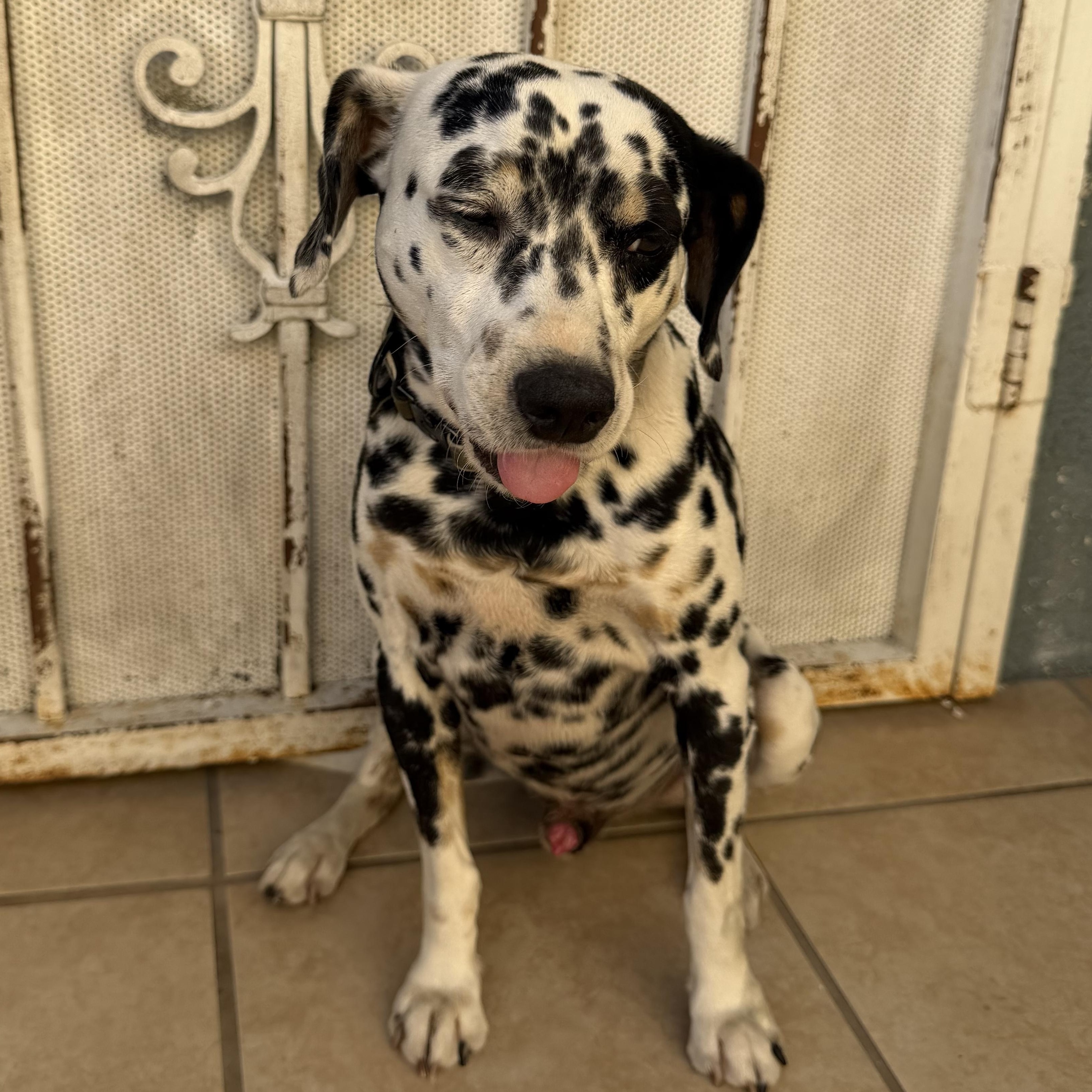 Enlarge Petey, a Adoptable mixed breed in Whittier, CA image 2/3