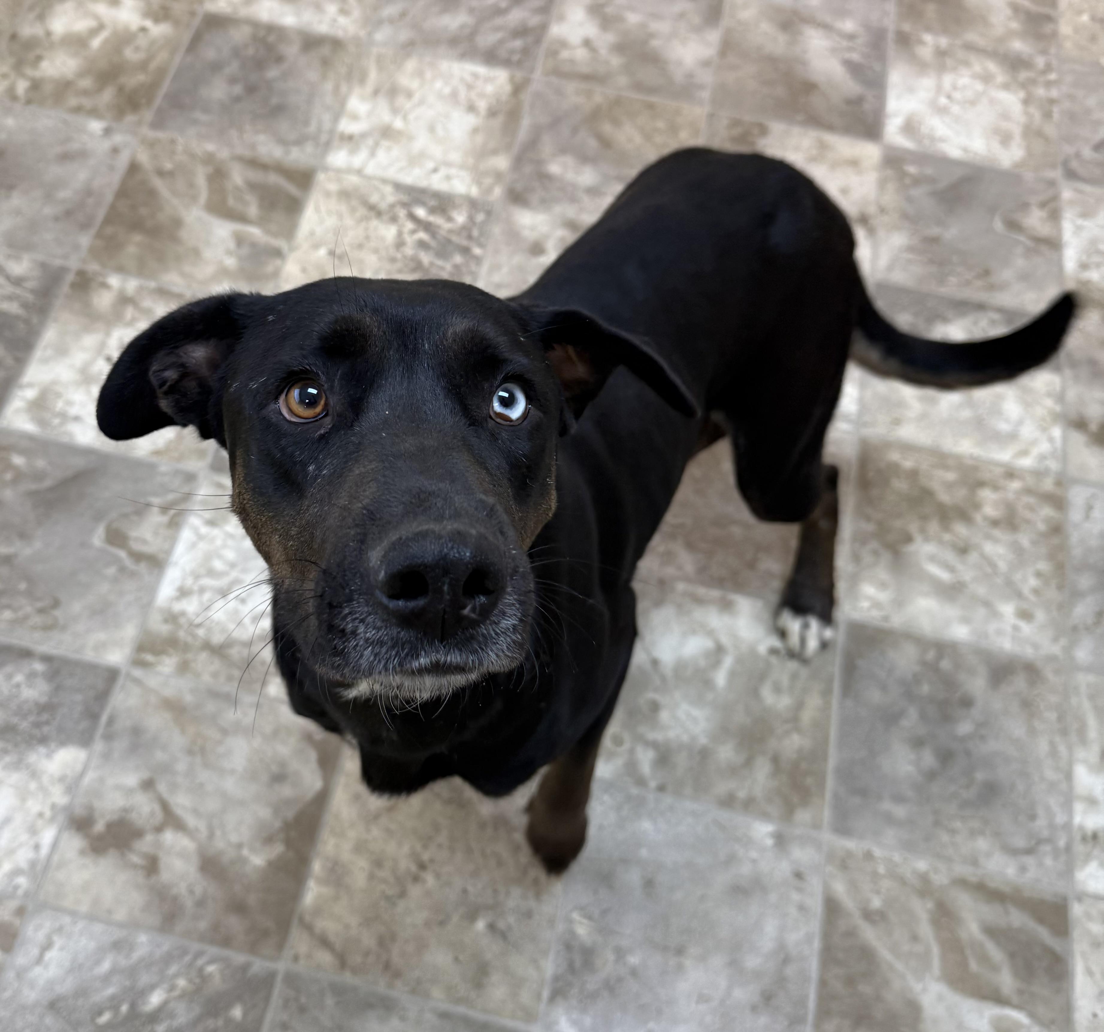 Enlarge Janie, a Adoptable mixed breed in Hiawatha, KS image 1/4