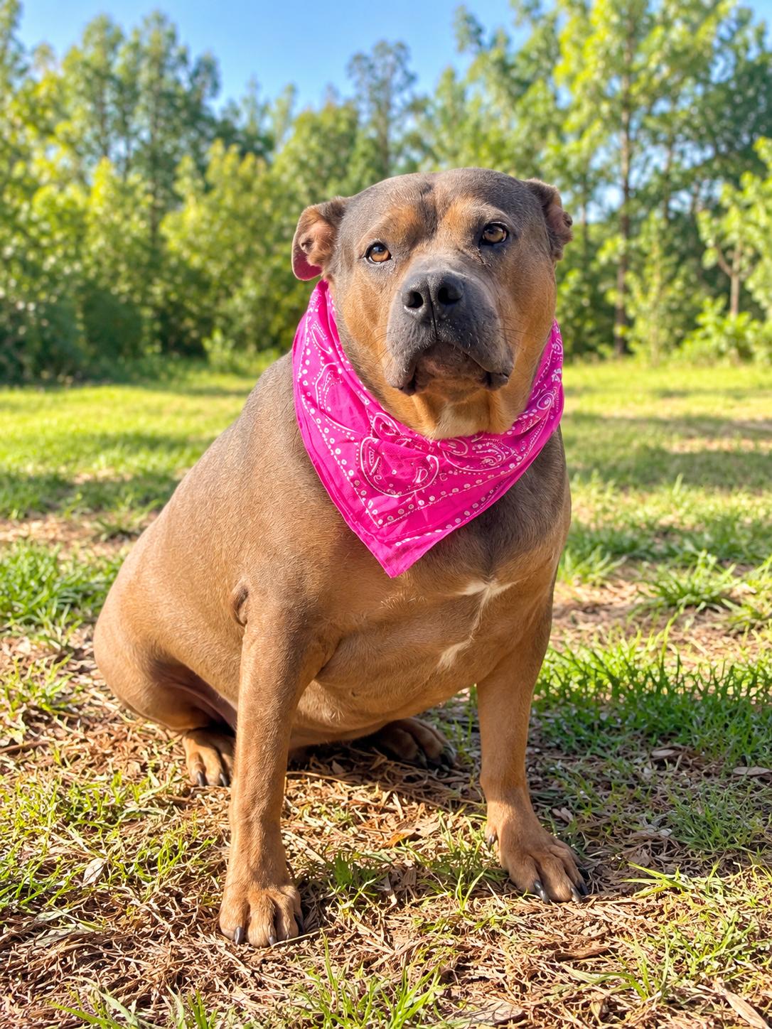 Iris, Adoptable, Adult Female American Bully.