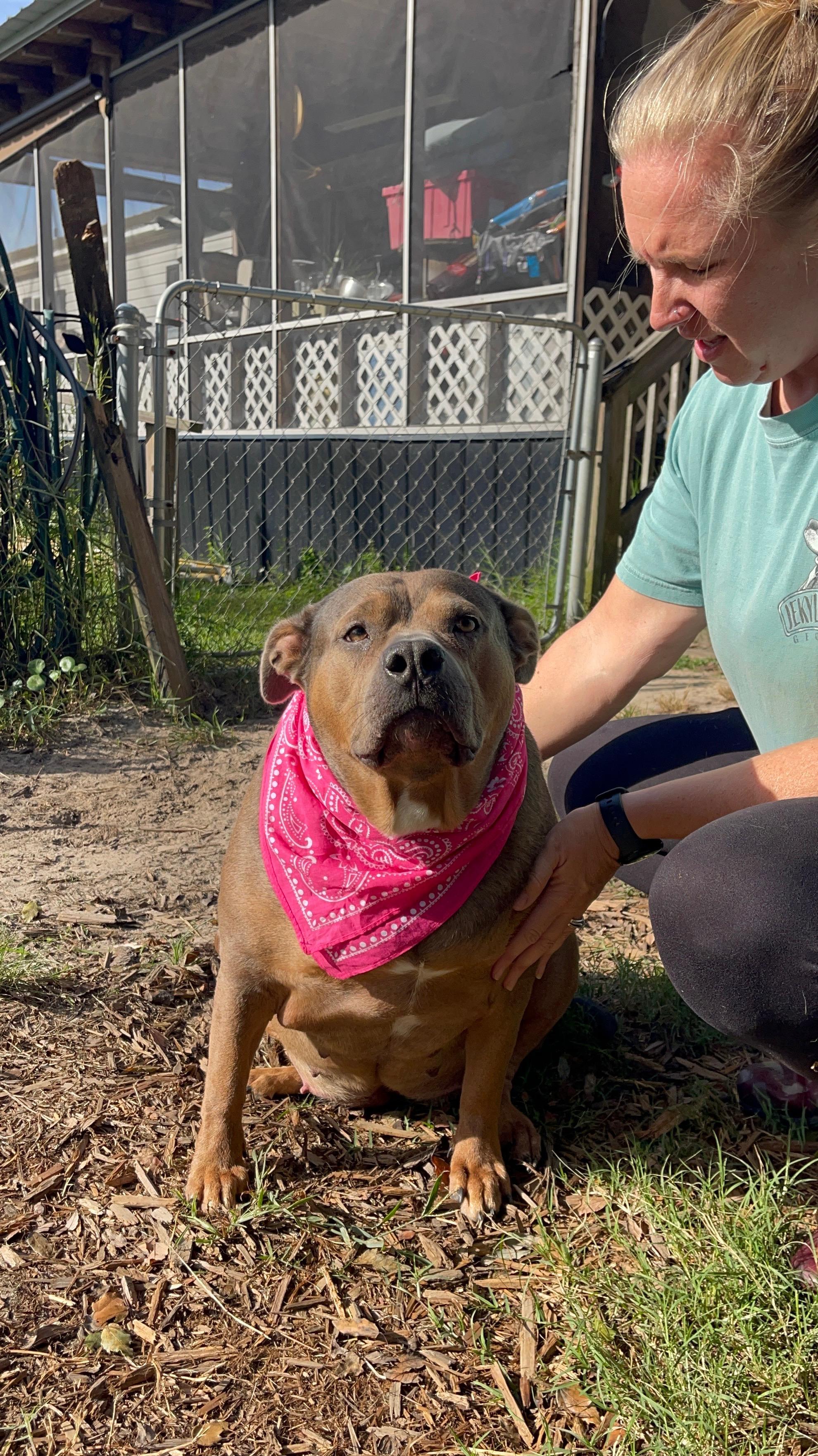 Enlarge Iris, a Adoptable mixed breed in Jacksonville, FL image 3/3