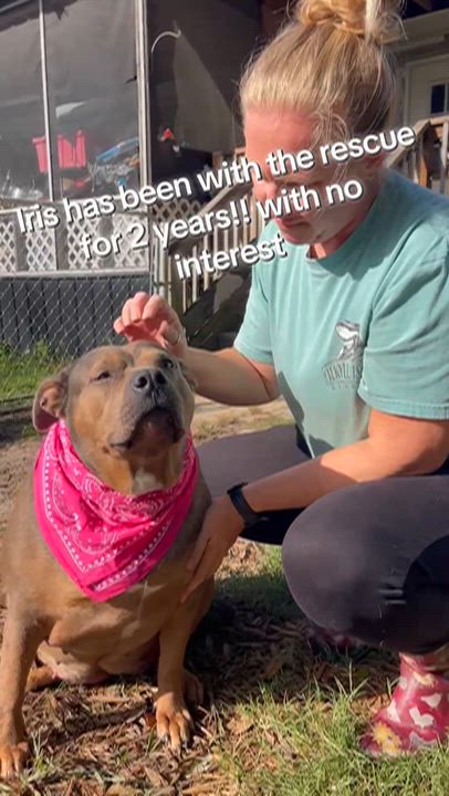 Enlarge Iris, a Adoptable mixed breed in Jacksonville, FL video 2/3