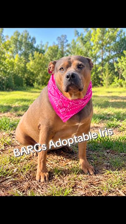 Enlarge Iris - please read, a Adoptable mixed breed in Jacksonville, FL video 3/3