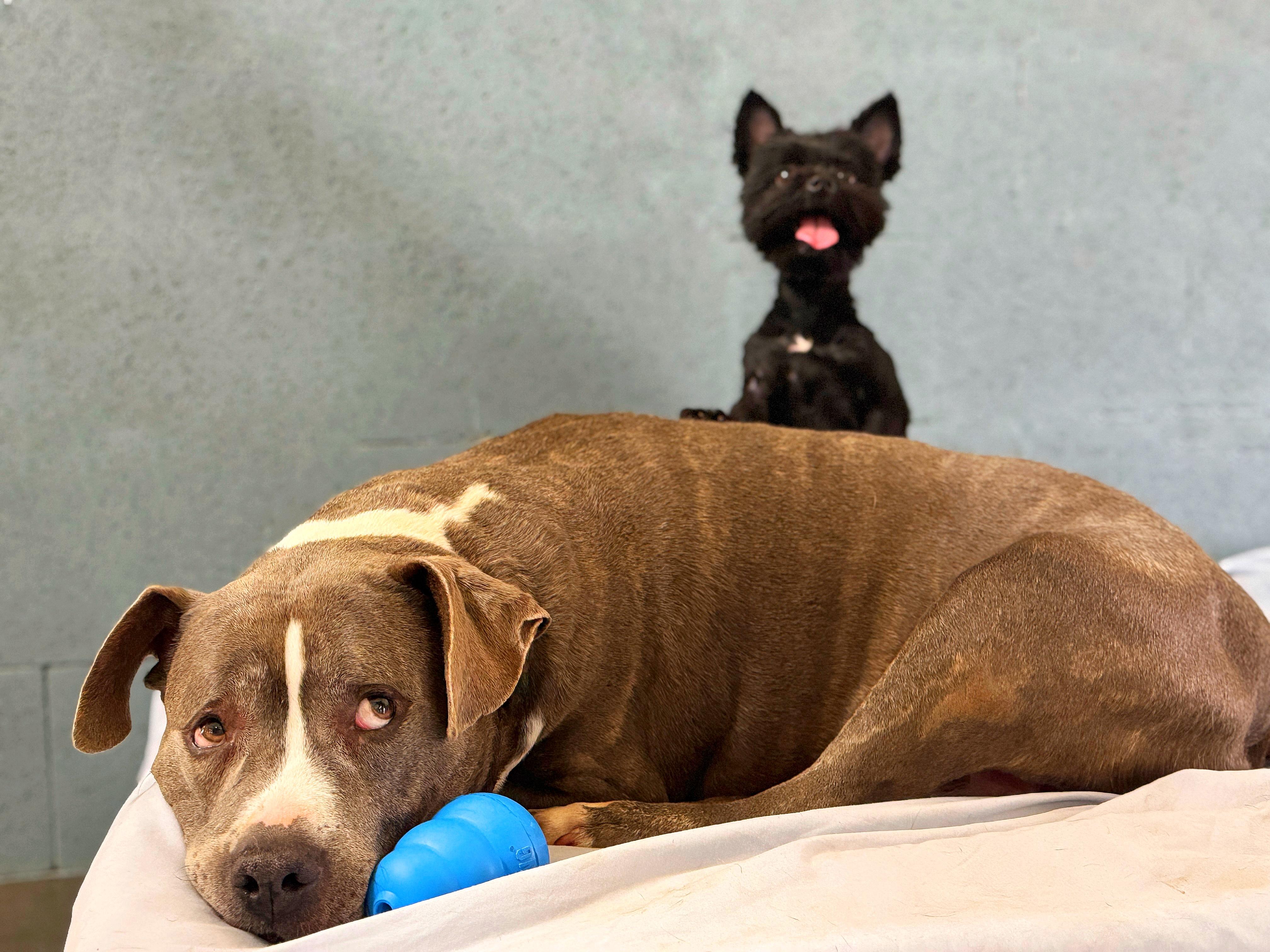 Pooh, a Adoptable Pit Bull Terrier in Richmond, VA image 6/6