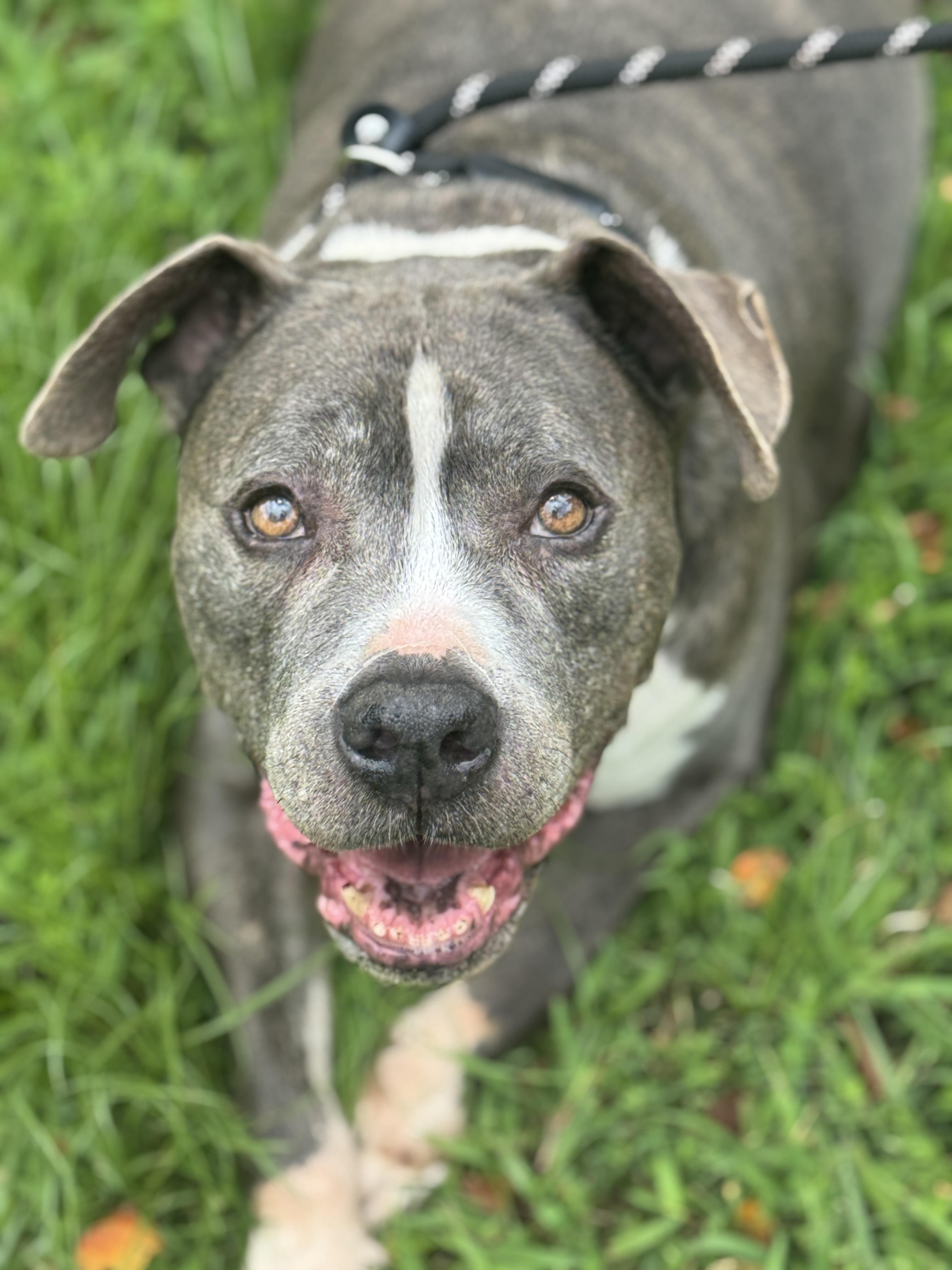Pooh, a Adoptable Pit Bull Terrier in Richmond, VA image 1/6