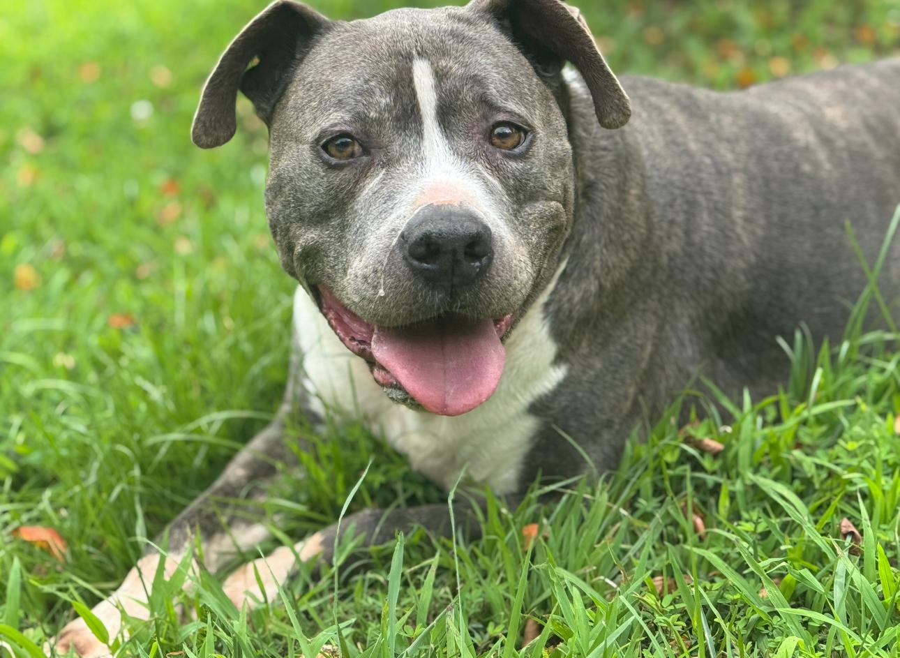 Pooh, a Adoptable Pit Bull Terrier in Richmond, VA image 5/6
