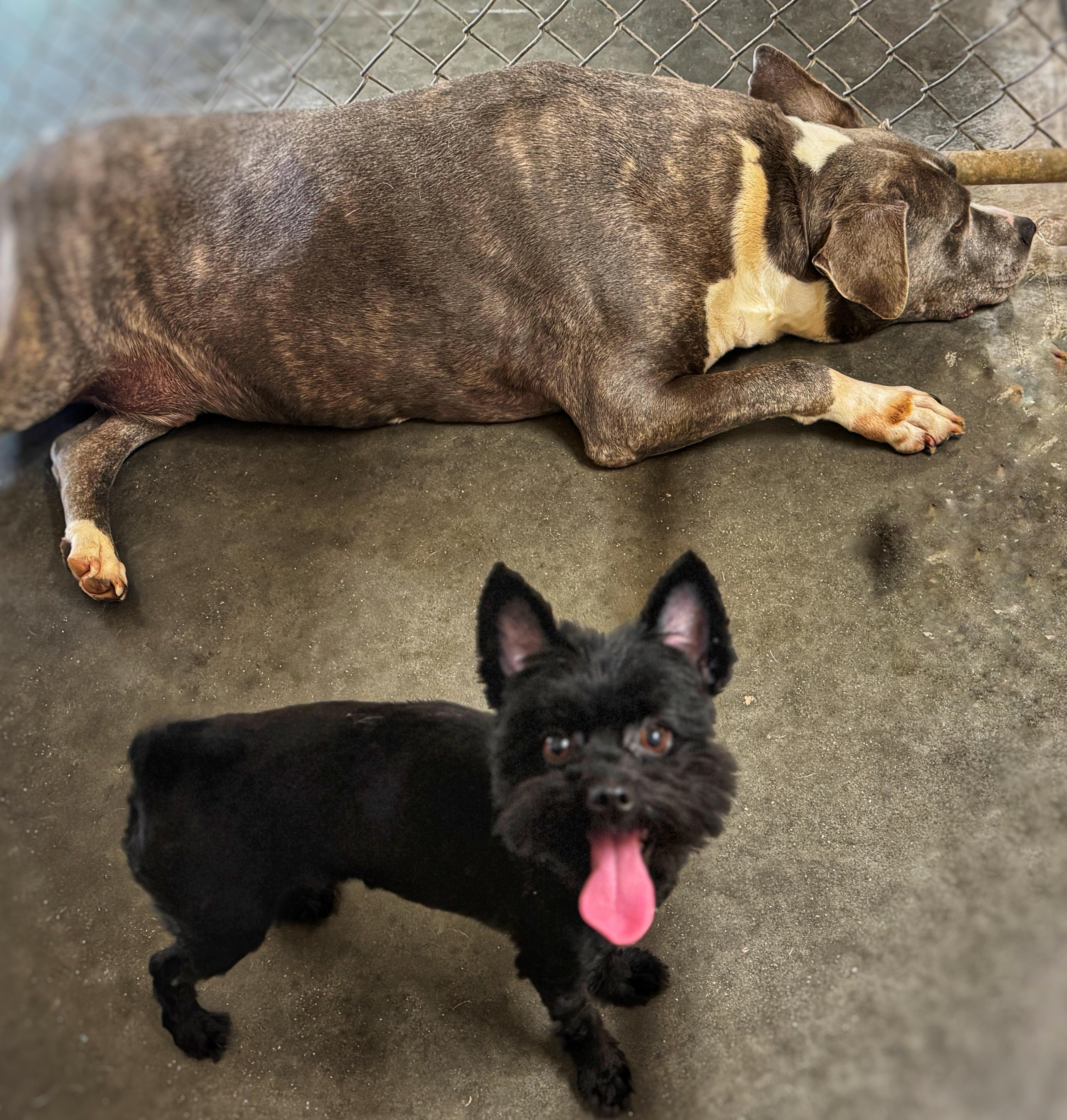 Pooh (bonded with Piglet)