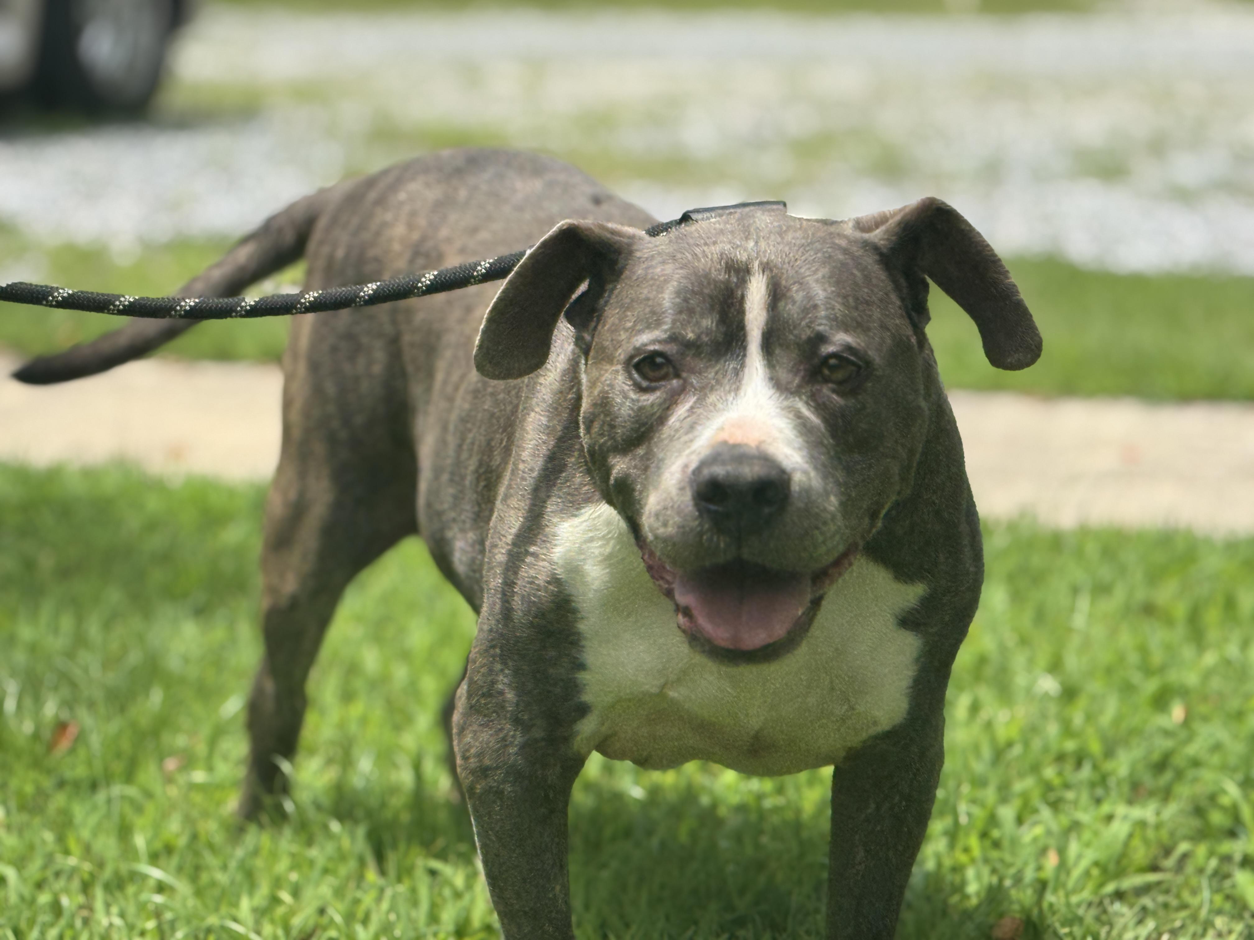 Pooh, a Adoptable Pit Bull Terrier in Richmond, VA image 2/6