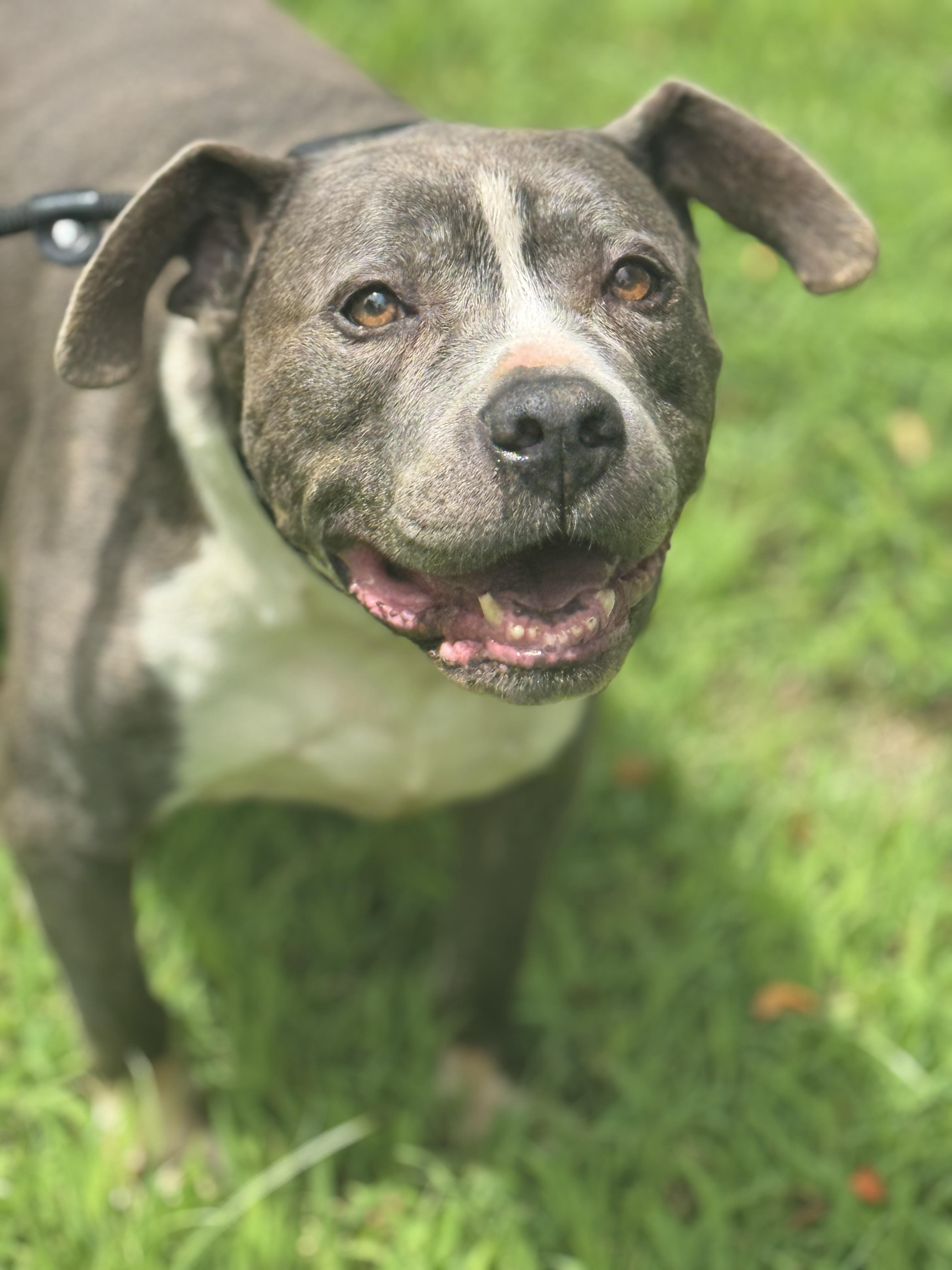 Pooh, a Adoptable Pit Bull Terrier in Richmond, VA image 3/6