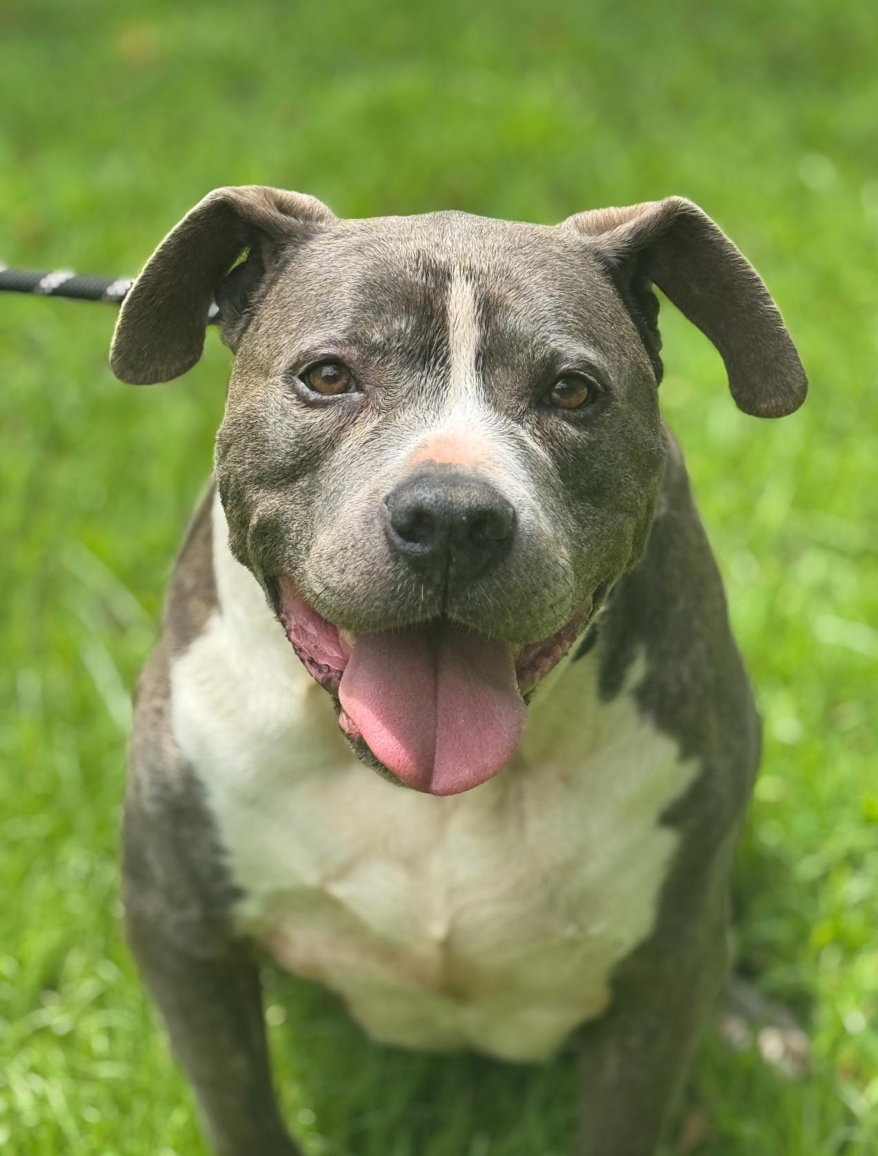 Pooh, a Adoptable Pit Bull Terrier in Richmond, VA image 4/6