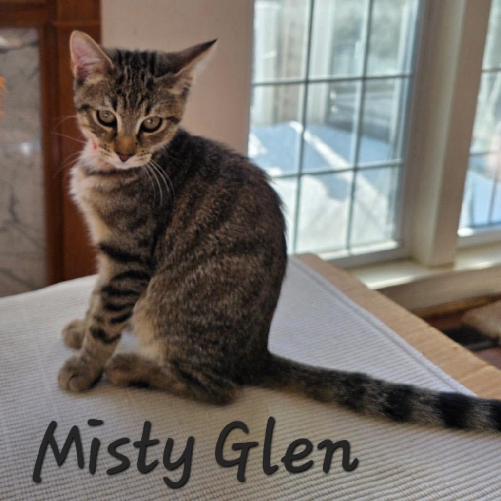 Enlarge Misty Glen, a Adoptable Domestic Short Hair in Waldorf, MD image 1/5