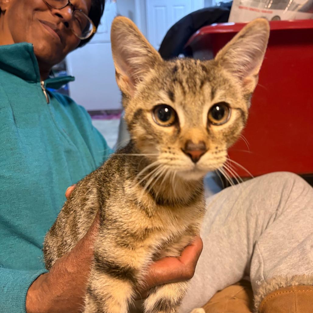 Enlarge Misty Glen, a Adoptable Domestic Short Hair in Waldorf, MD image 2/5