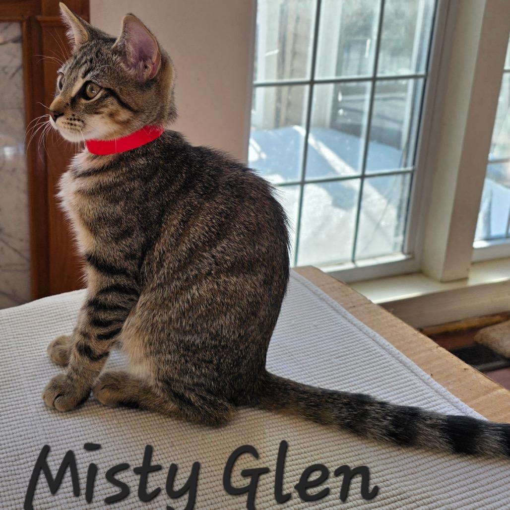 Enlarge Misty Glen, a Adoptable Domestic Short Hair in Waldorf, MD image 3/5