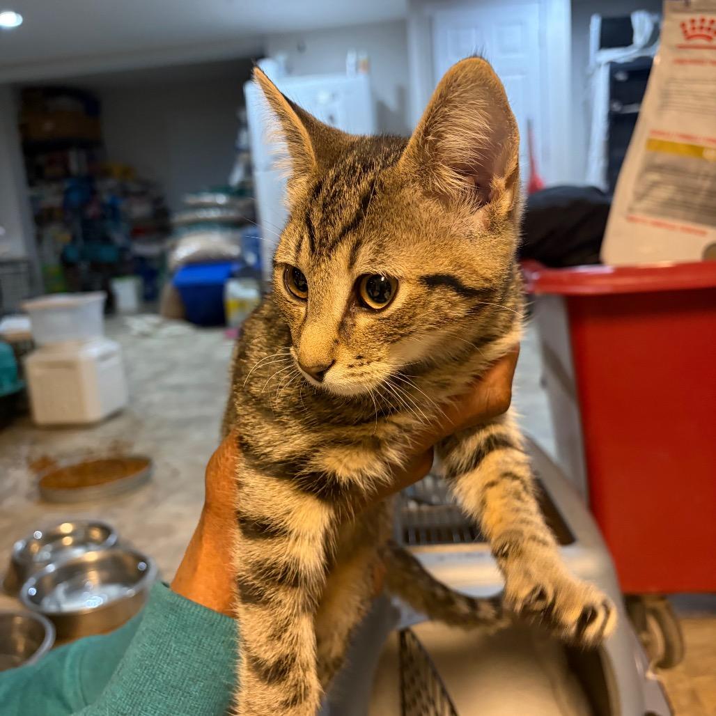 Enlarge Misty Glen, a Adoptable Domestic Short Hair in Waldorf, MD image 4/5