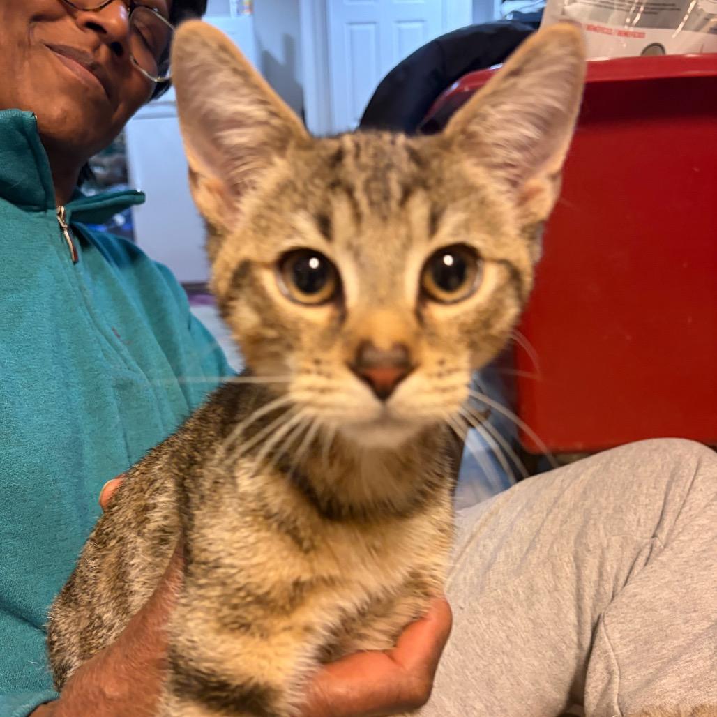 Enlarge Misty Glen, a Adoptable Domestic Short Hair in Waldorf, MD image 5/5