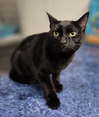 Enlarge Parker, a ADOPTABLE Domestic Short Hair in Butte, MT image 1/1