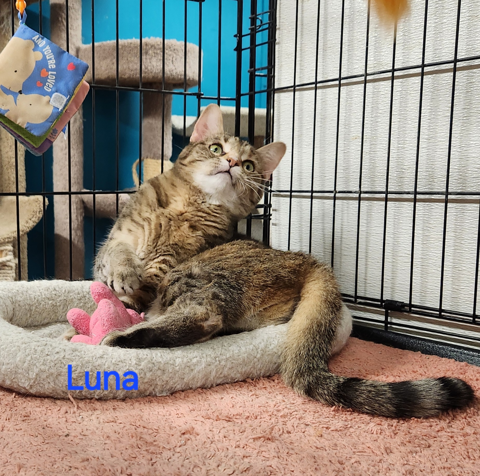 Luna, a Adoptable Torbie in Whitewater, WI image 2/3