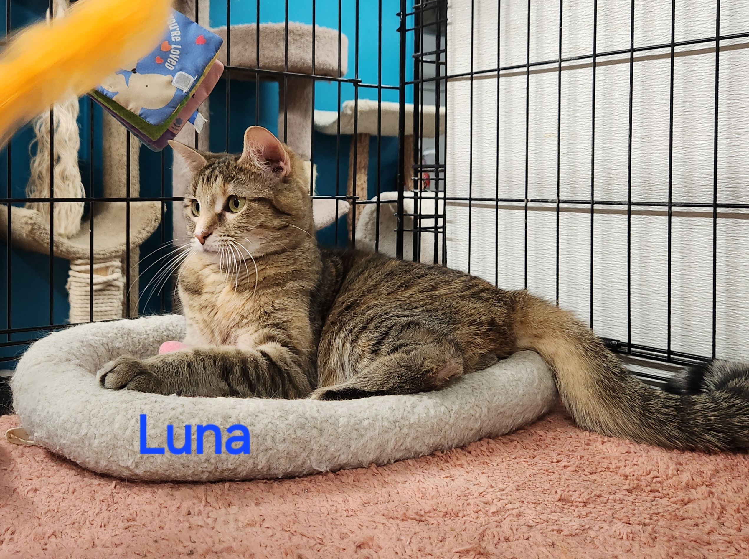 Luna, a Adoptable Torbie in Whitewater, WI image 3/3