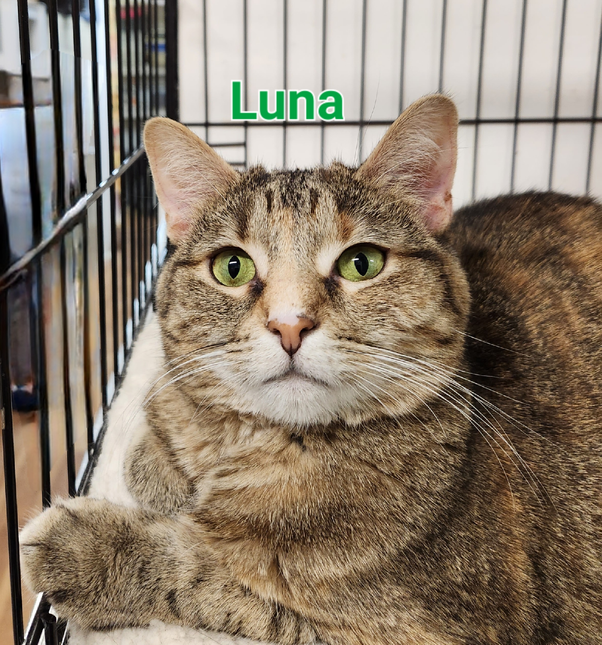 Luna, Adoptable, Young Female Torbie.