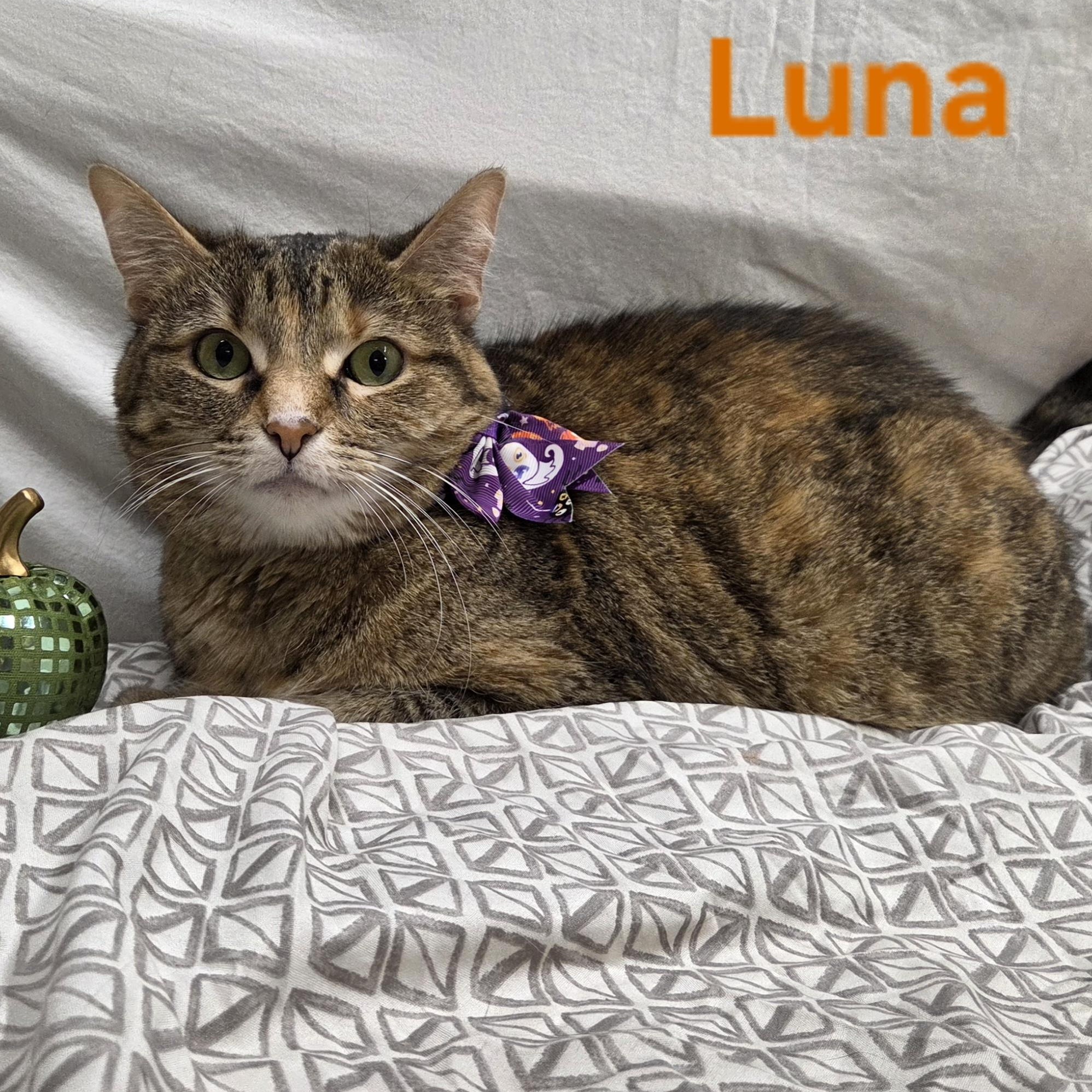 Enlarge Luna, a Adoptable Torbie in Whitewater, WI image 2/5