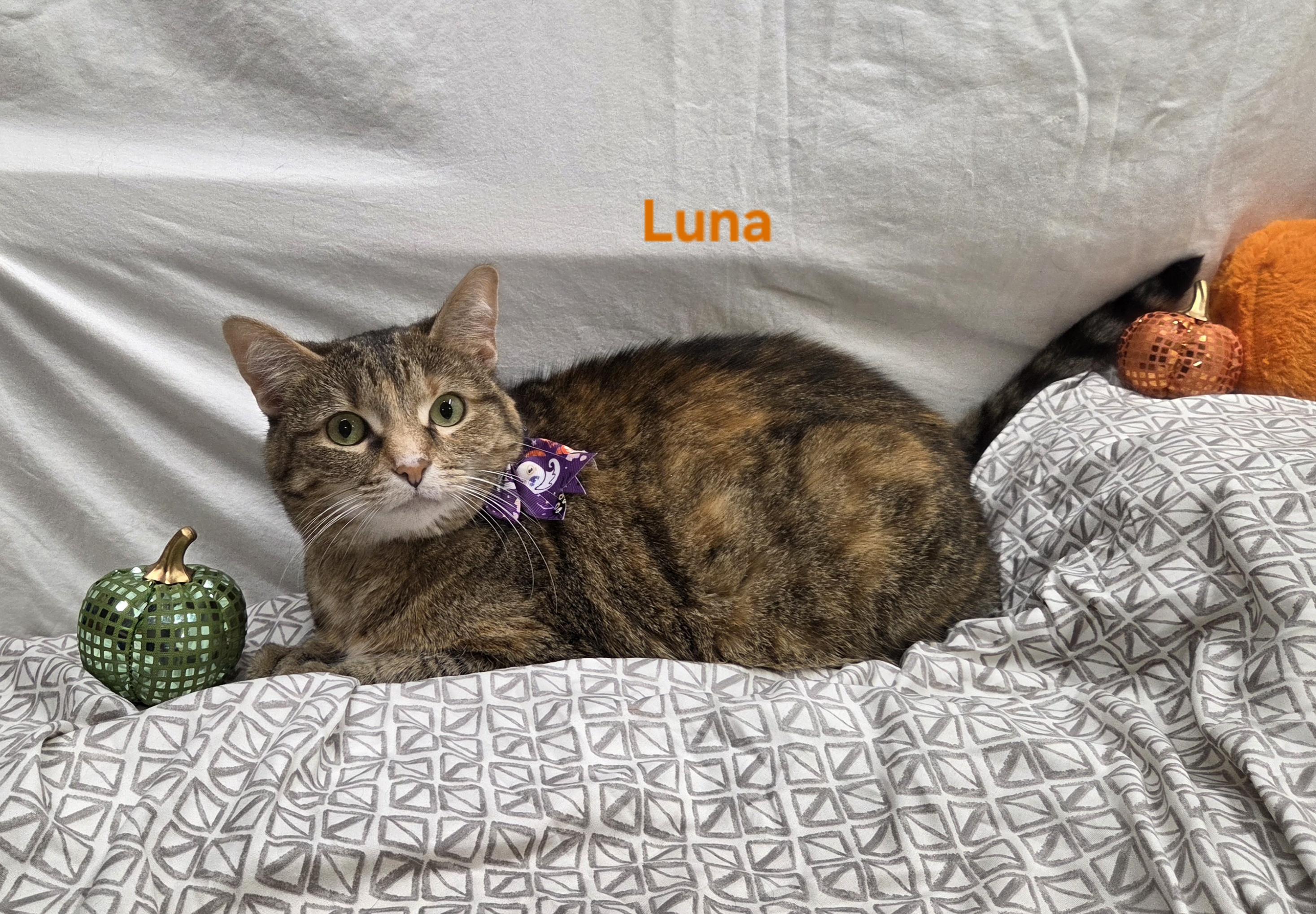 Enlarge Luna, a Adoptable Torbie in Whitewater, WI image 5/5