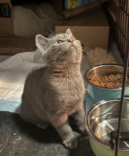 Sari RM, Adoptable, Kitten Female Domestic Short Hair.