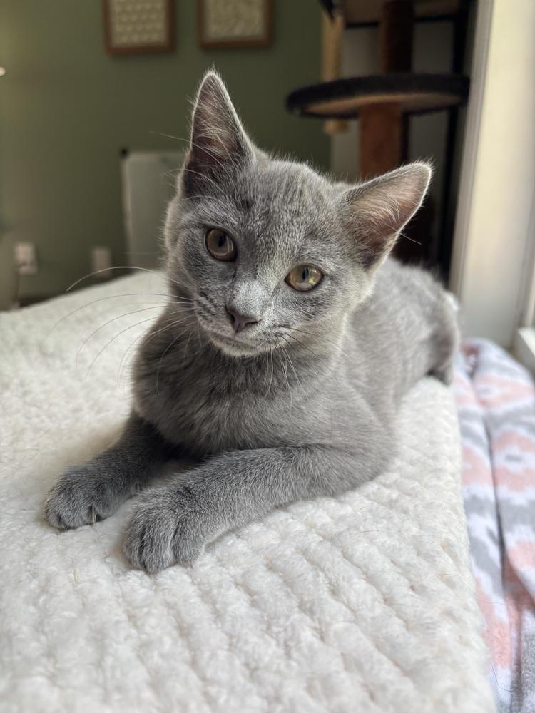 Enlarge Sari RM, a Adoptable Domestic Short Hair in Greenville, SC image 2/2