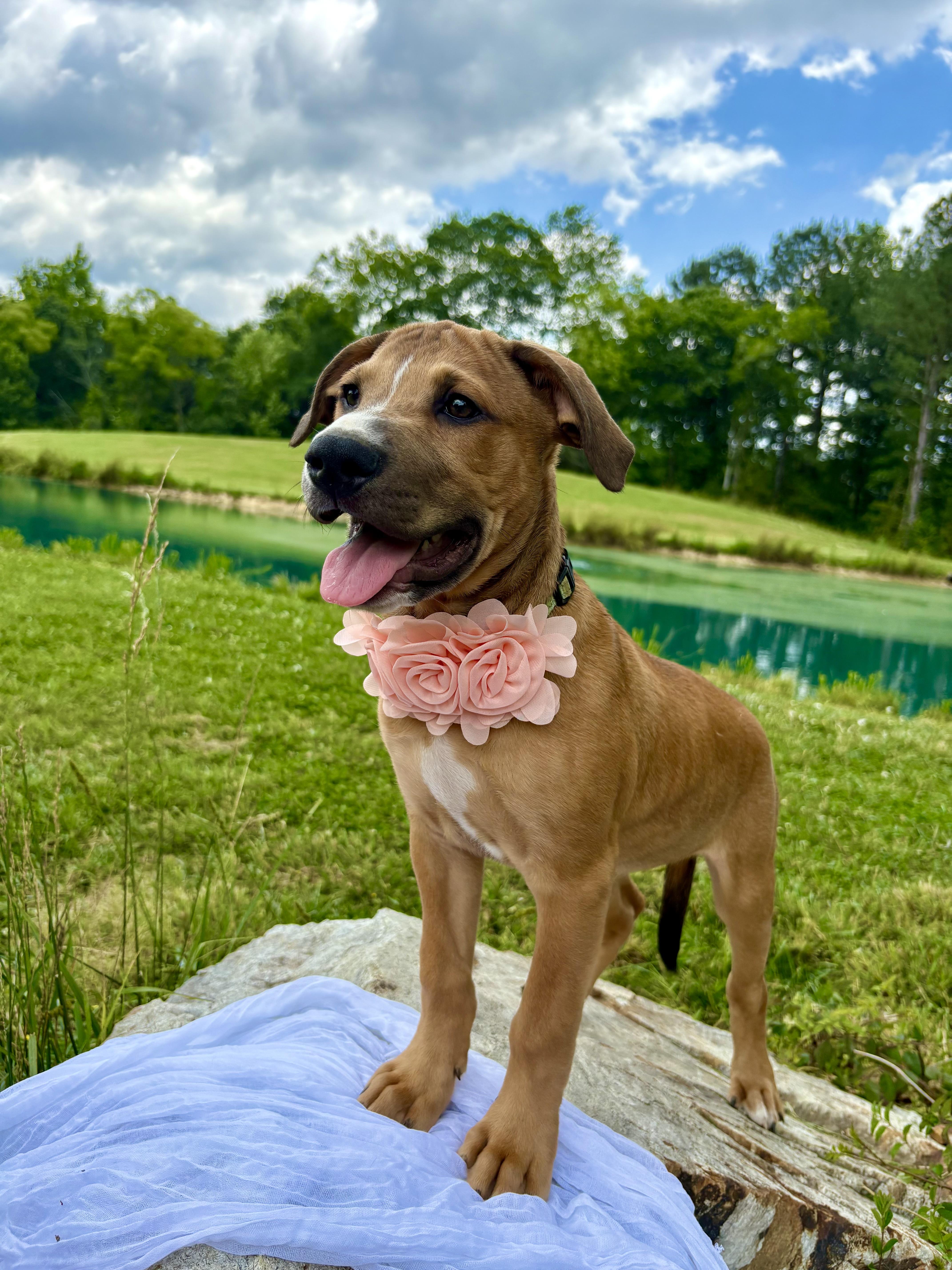 Jules, a Adoptable mixed breed in Pittsboro, NC image 2/6