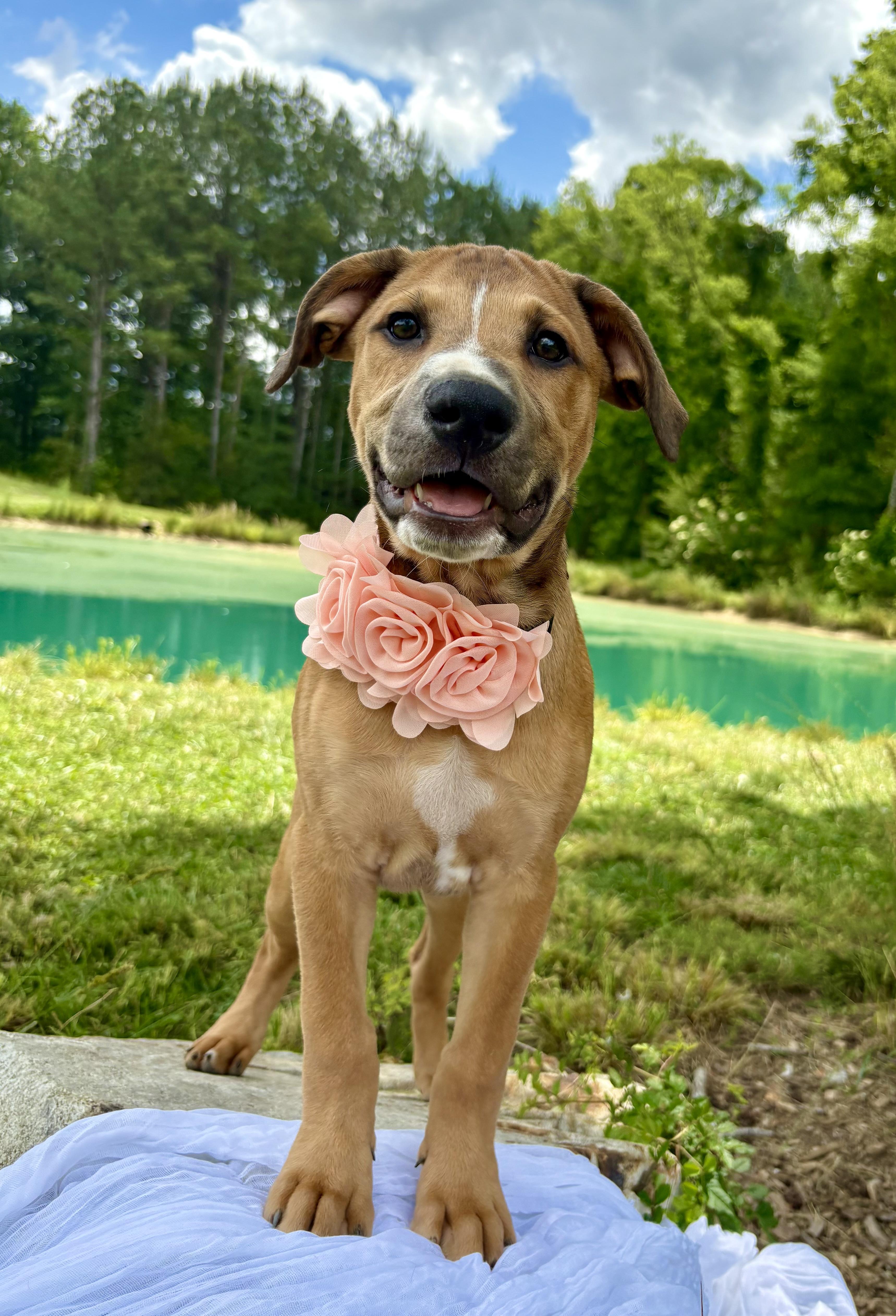 Jules, a Adoptable mixed breed in Pittsboro, NC image 4/6