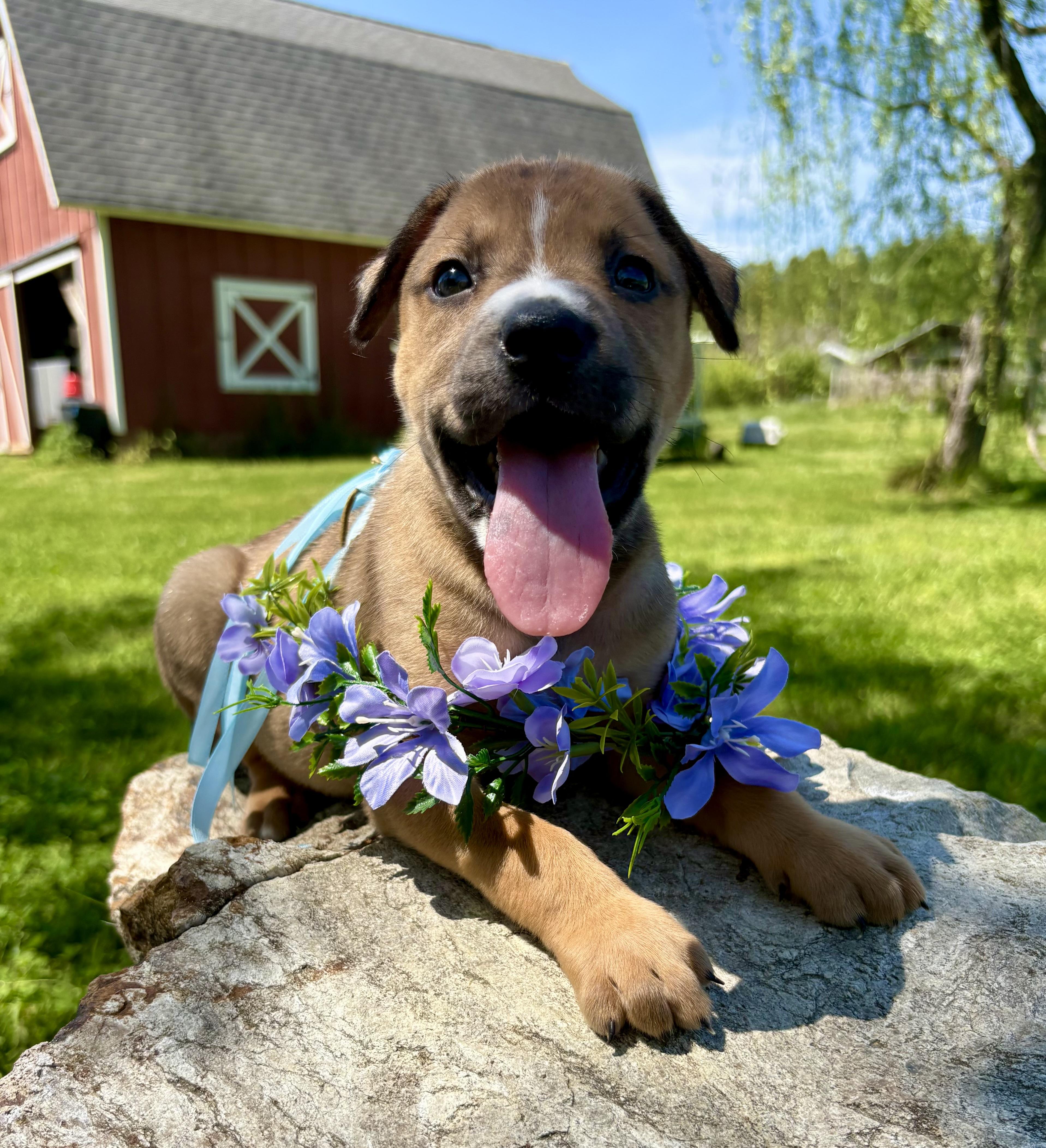 Jules, Adoptable, Puppy Female Retriever & Australian Shepherd.