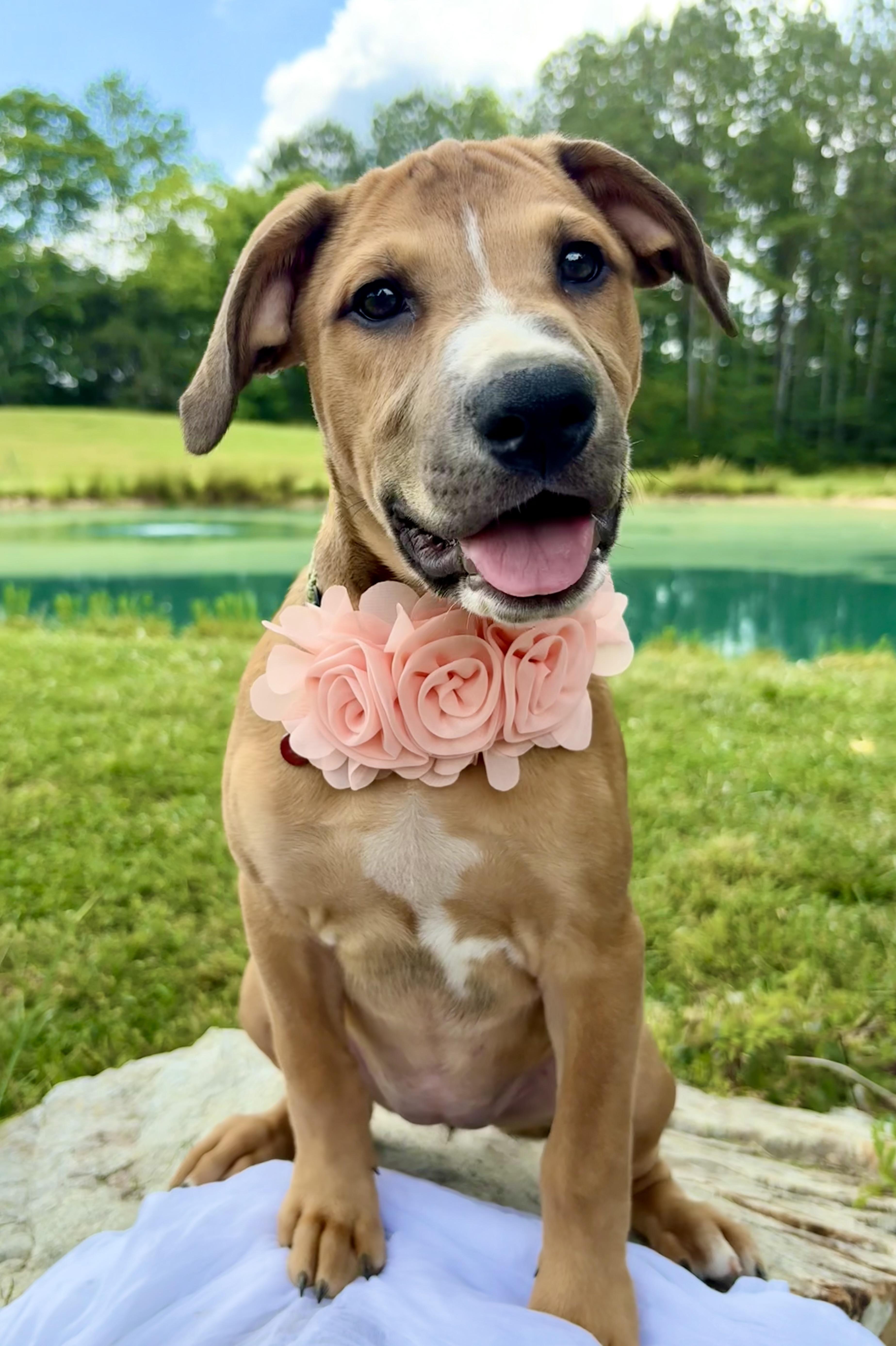 Jules, Adoptable, Puppy Female Retriever & Rhodesian Ridgeback.