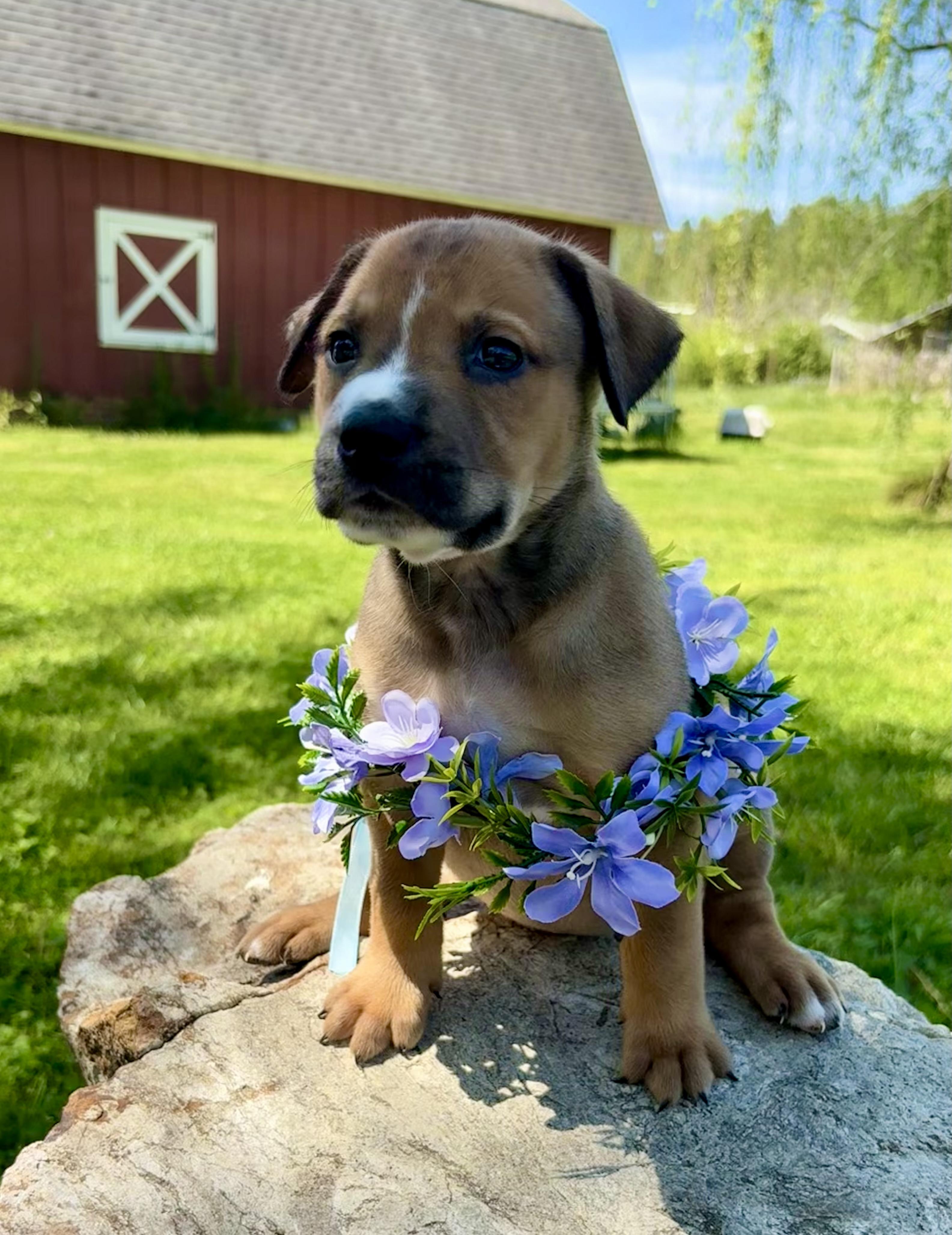 Enlarge Jules, a Adoptable mixed breed in Pittsboro, NC image 2/5