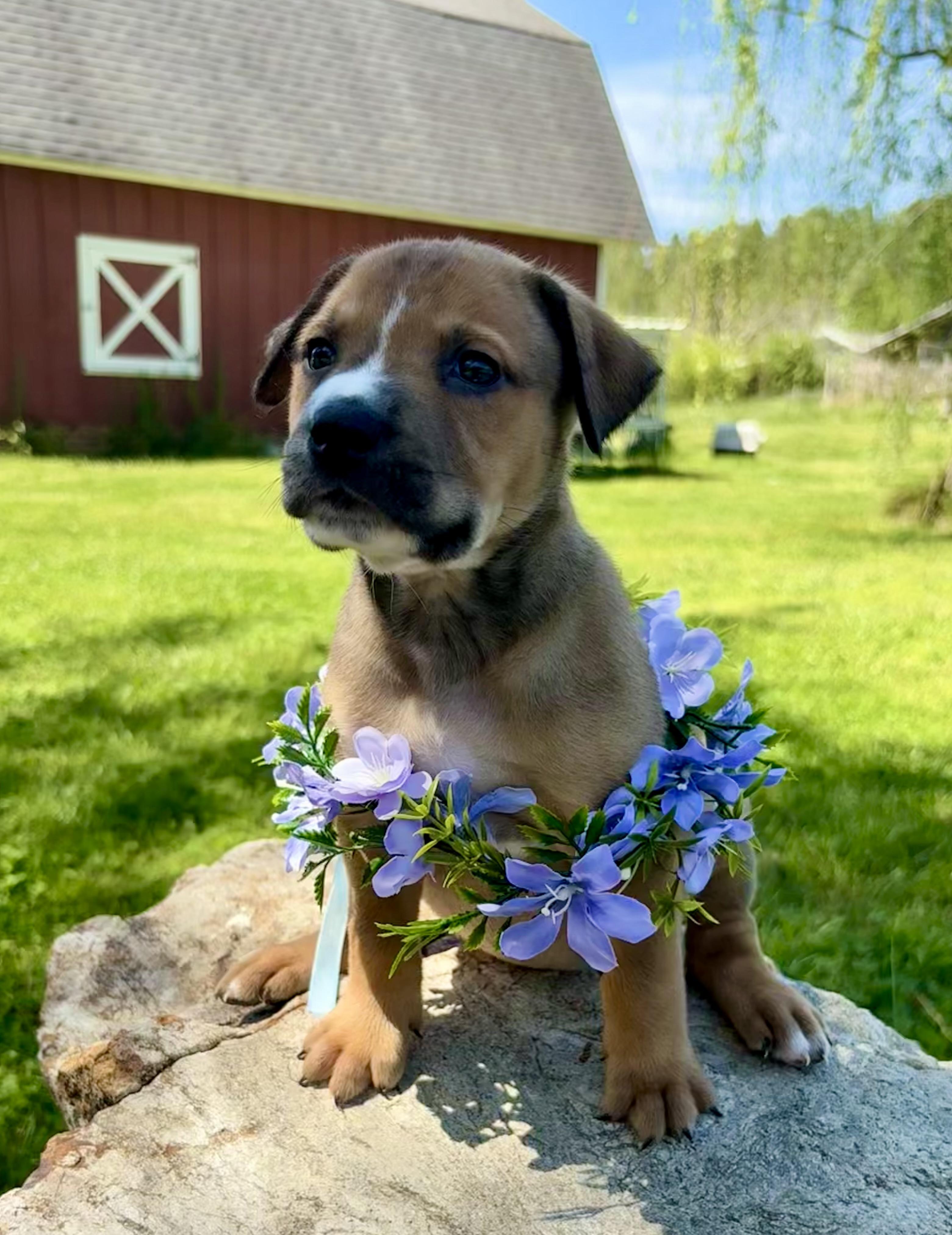 Enlarge Jules, a Adoptable mixed breed in Pittsboro, NC image 4/5