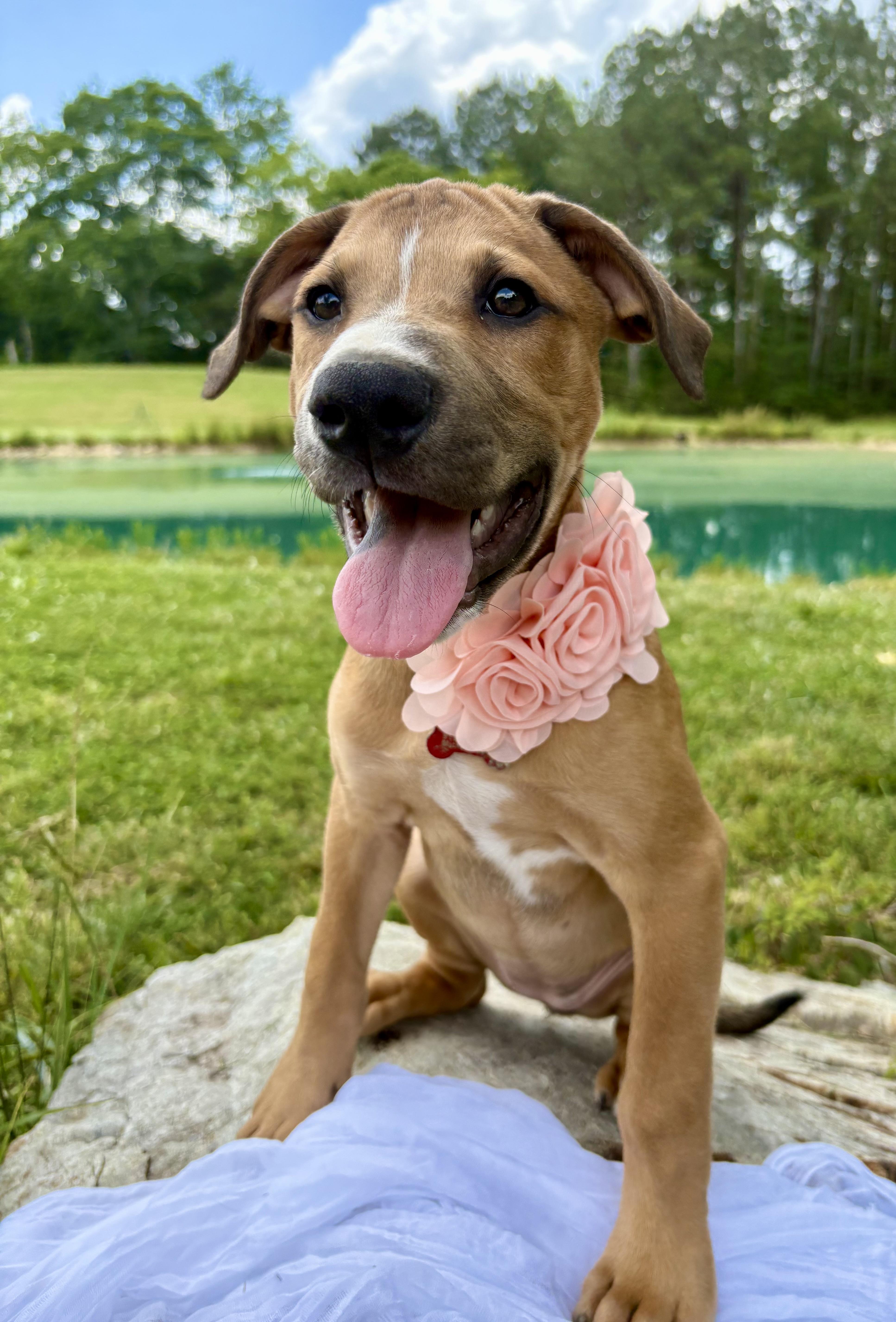 Jules, a Adoptable mixed breed in Pittsboro, NC image 3/6