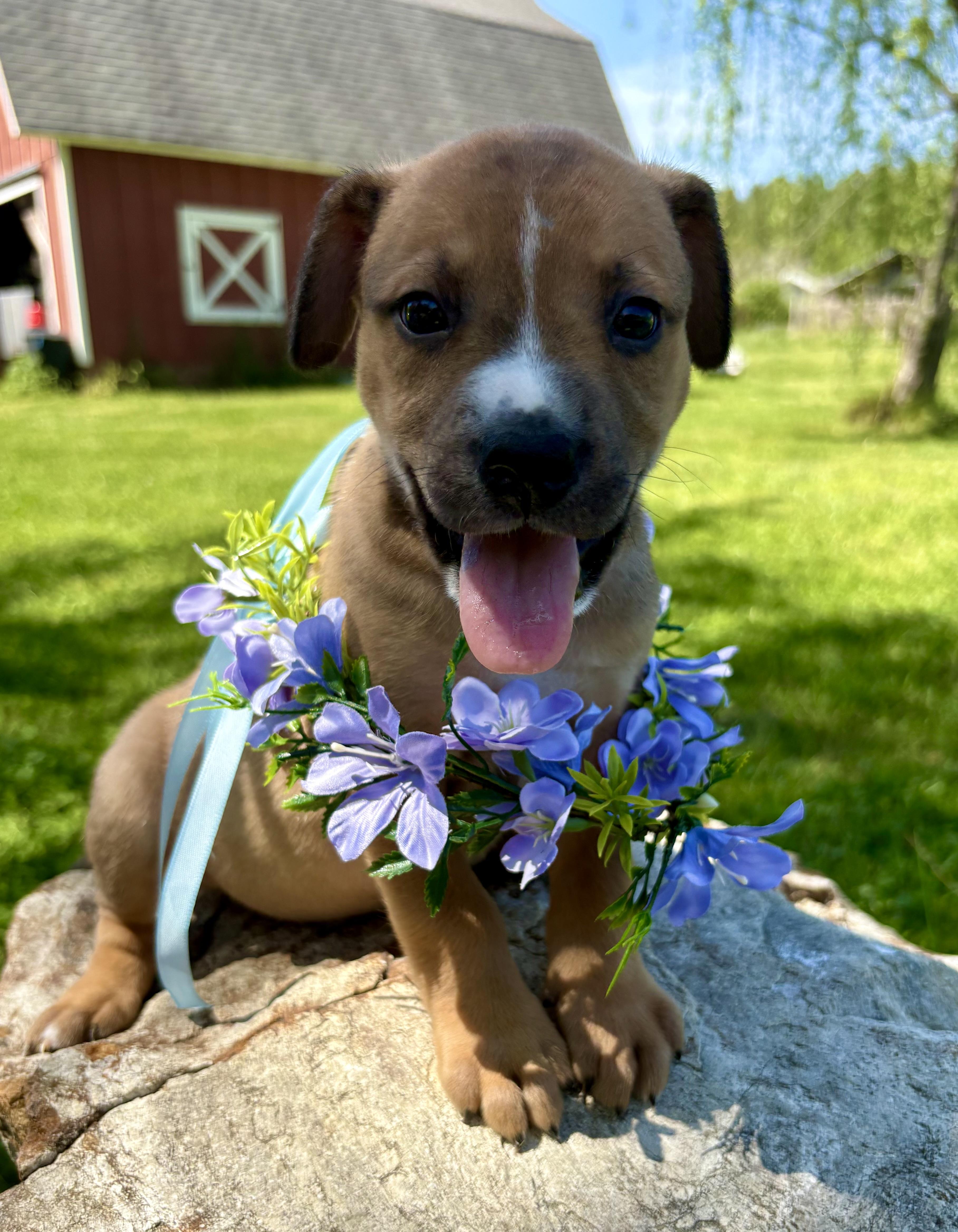 Jules, Adoptable, Puppy Female Retriever & Australian Shepherd.