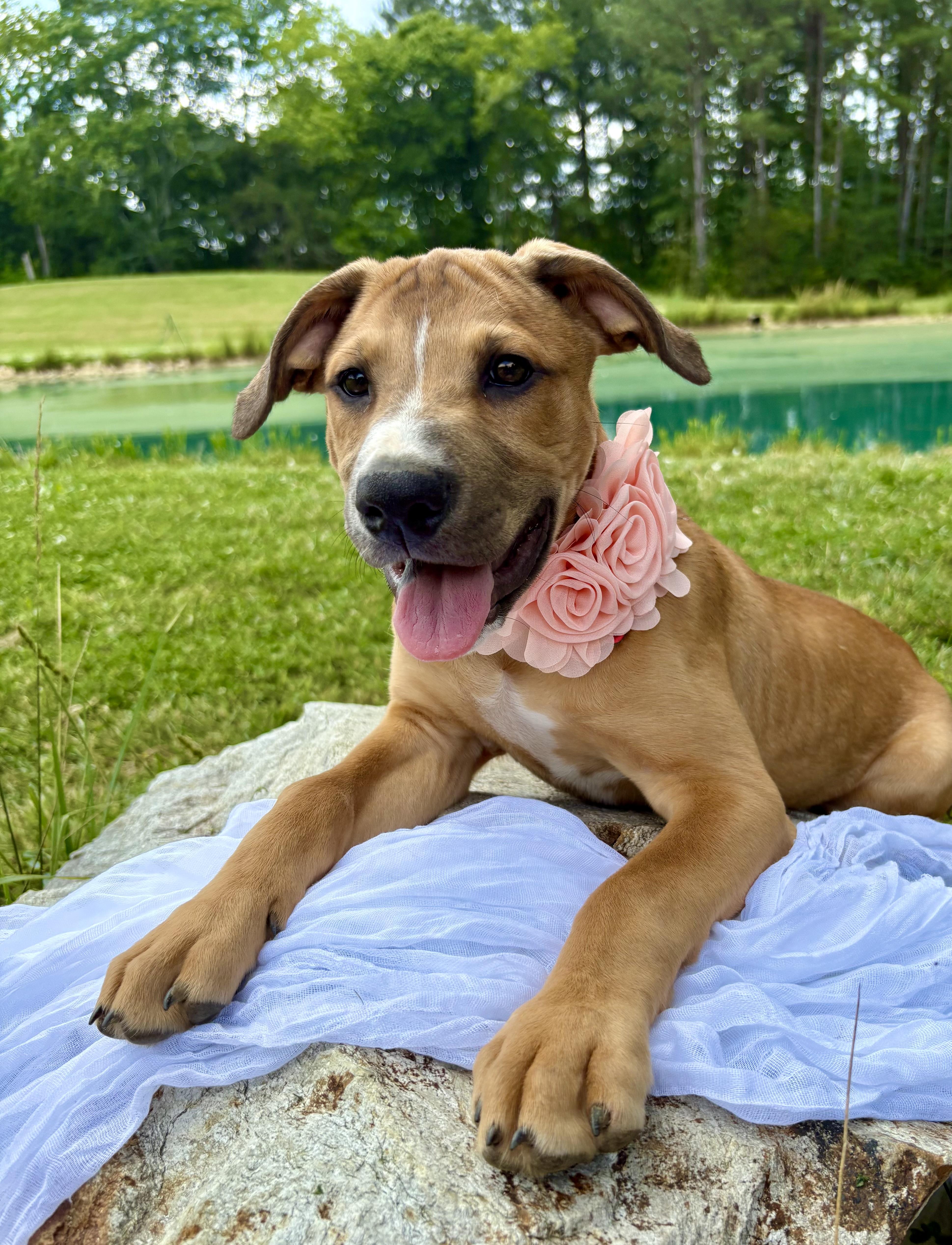 Jules, a Adoptable mixed breed in Pittsboro, NC image 5/6