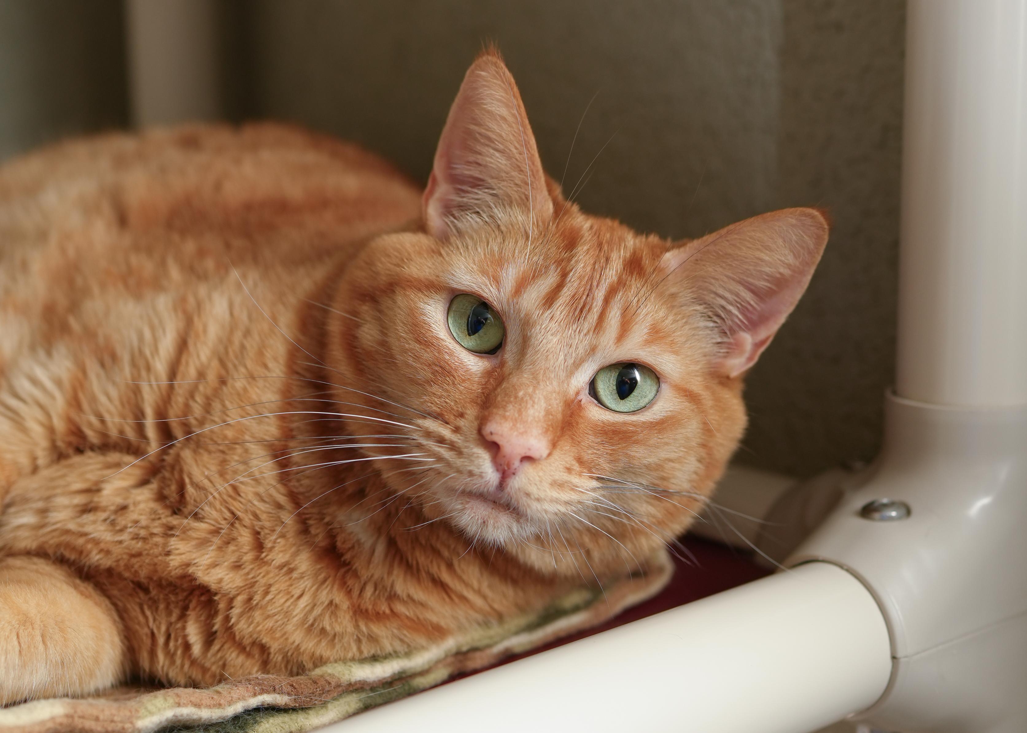 Enlarge Genie, an adopted Domestic Short Hair in Boise, ID image 2/3