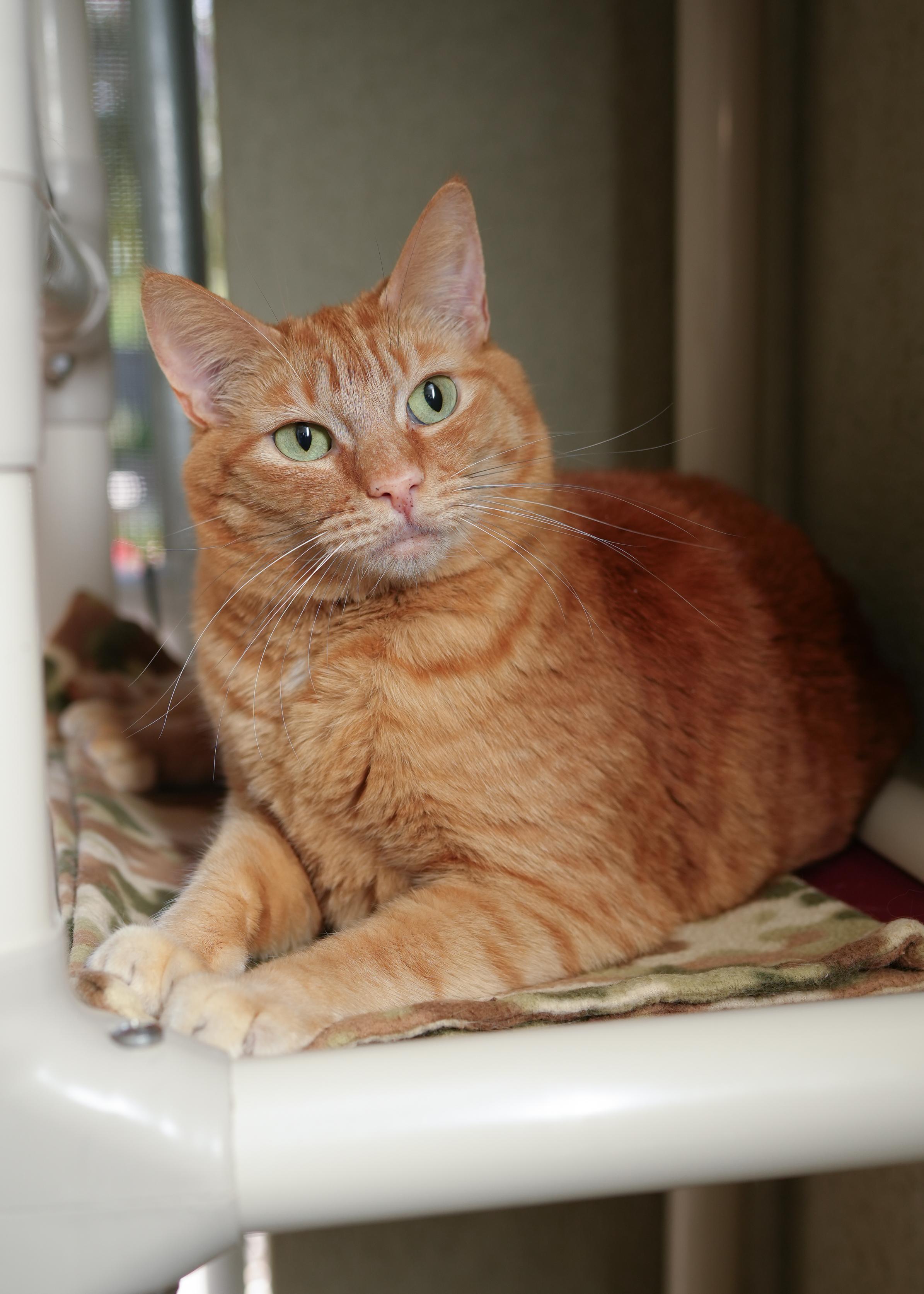 Genie, adopted, Adult Female Domestic Short Hair.