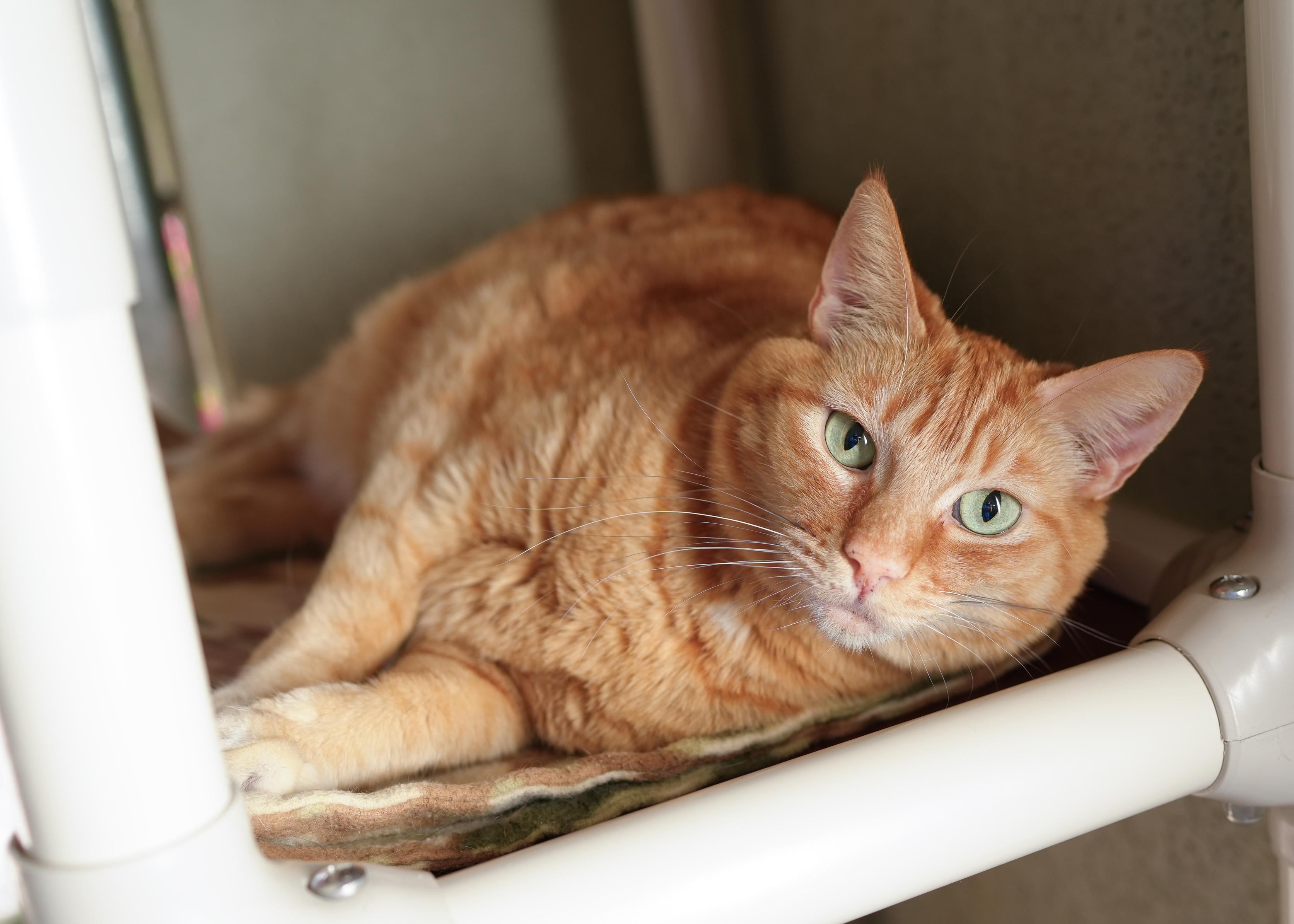 Enlarge Genie, an adopted Domestic Short Hair in Boise, ID image 3/3