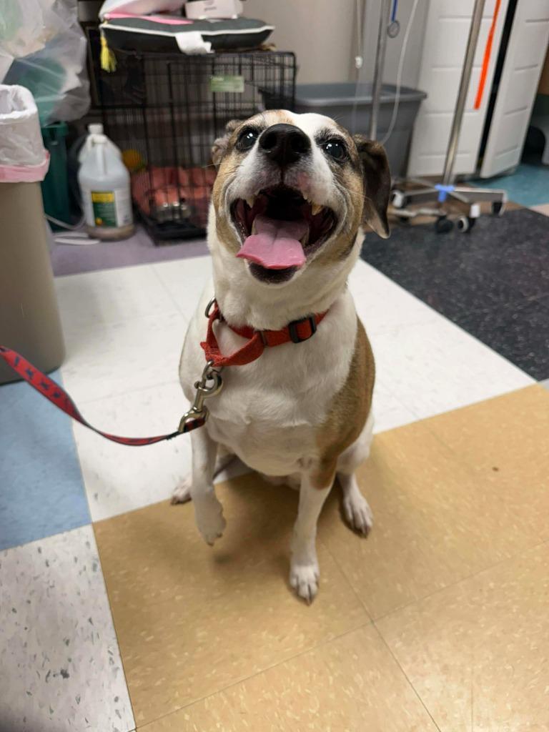 Sara, Adoptable, Senior Female Mixed Breed.