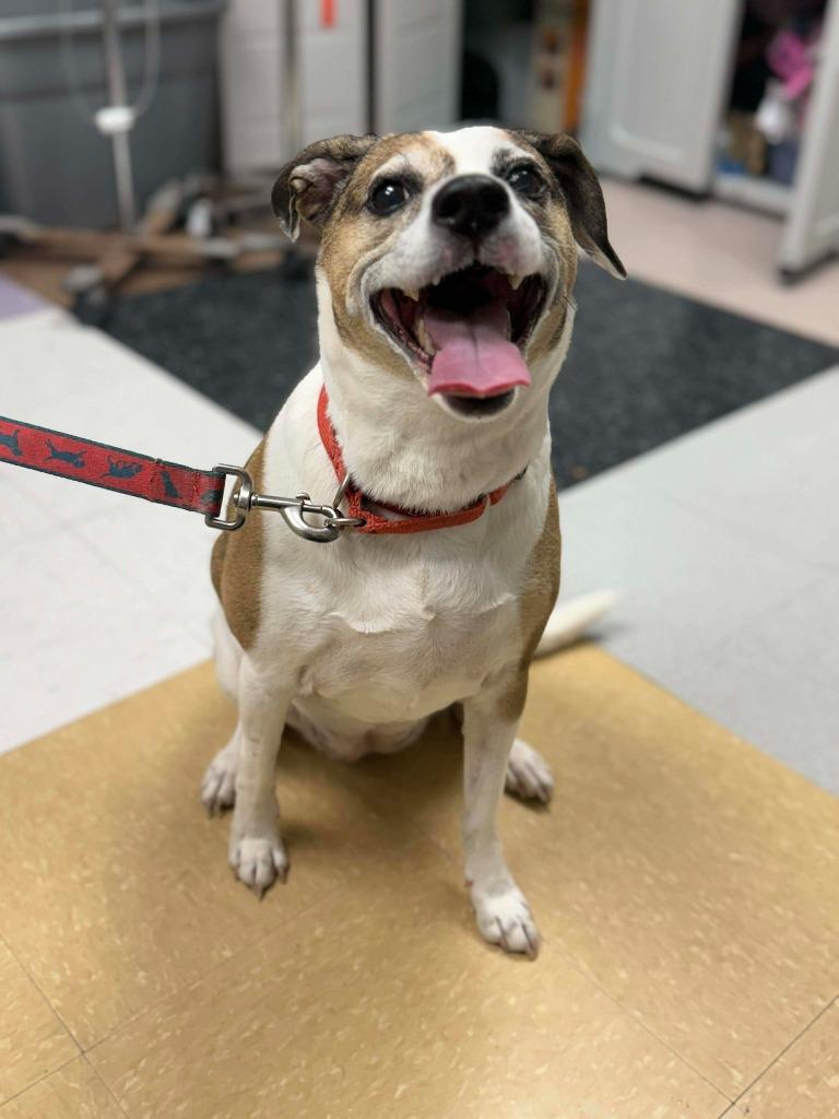 Sara, a Adoptable mixed breed in Raleigh, NC image 2/6