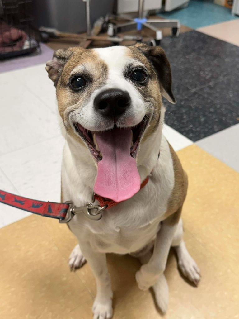 Sara, a Adoptable mixed breed in Raleigh, NC image 4/6