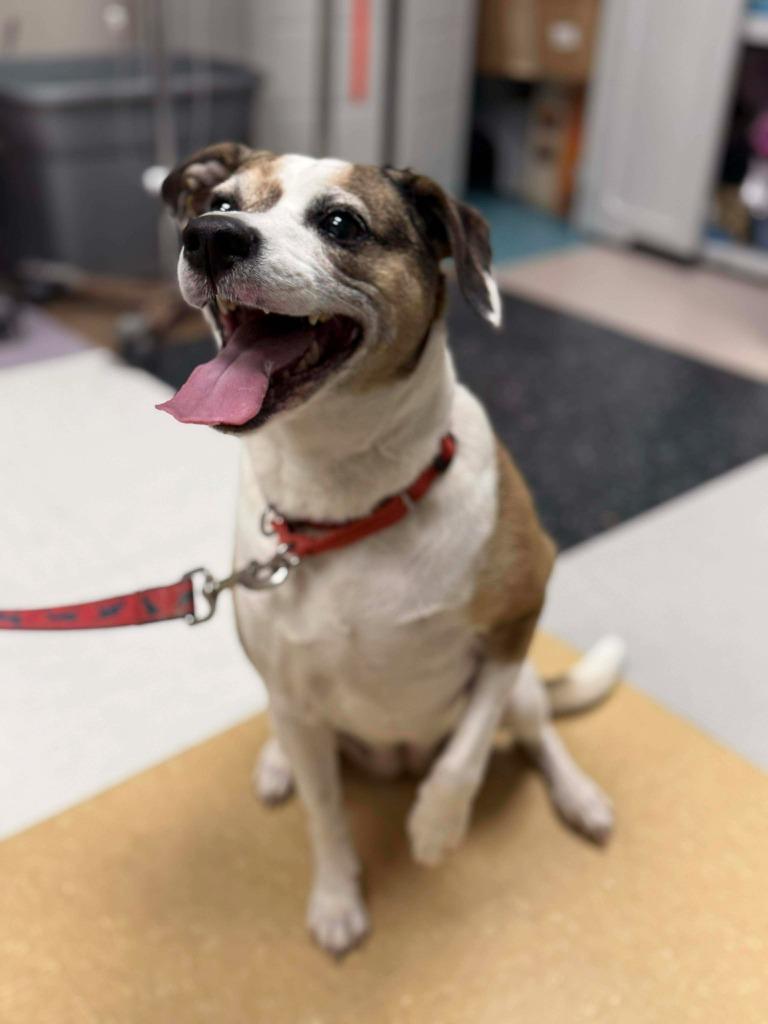 Sara, a Adoptable mixed breed in Raleigh, NC image 5/6