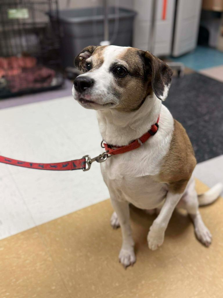 Sara, a Adoptable mixed breed in Raleigh, NC image 6/6